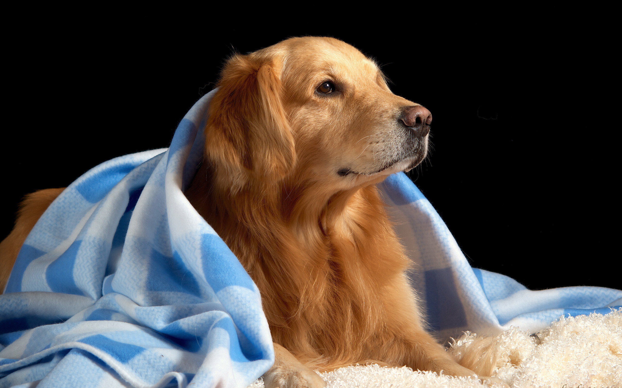 Golden retriever wallpaper, Beautiful background, HD resolution, Adorable pet, 2560x1600 HD Desktop