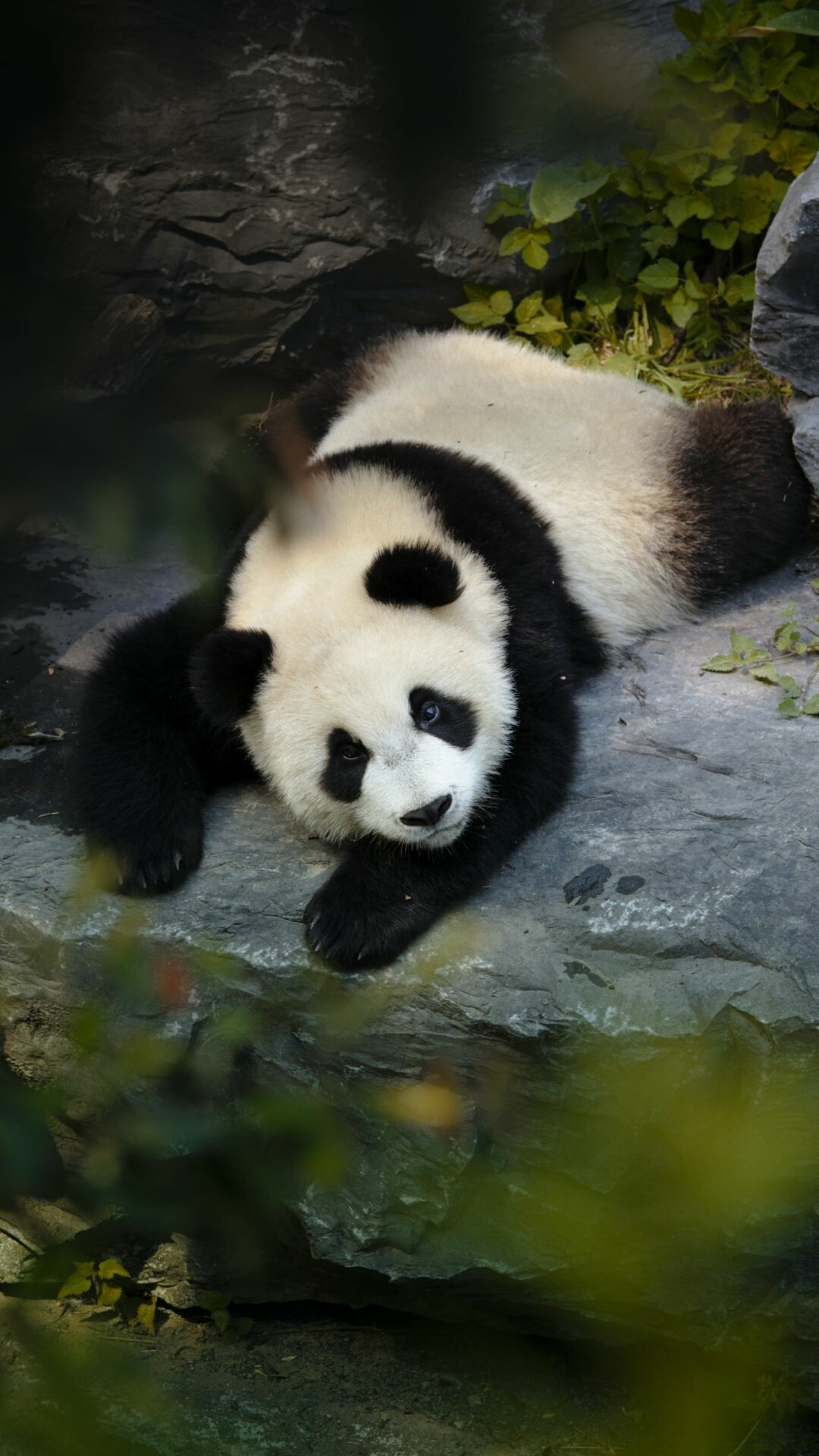 Panda phone, Top background, Mobile wallpaper, Phone images, 1080x1920 Full HD Phone