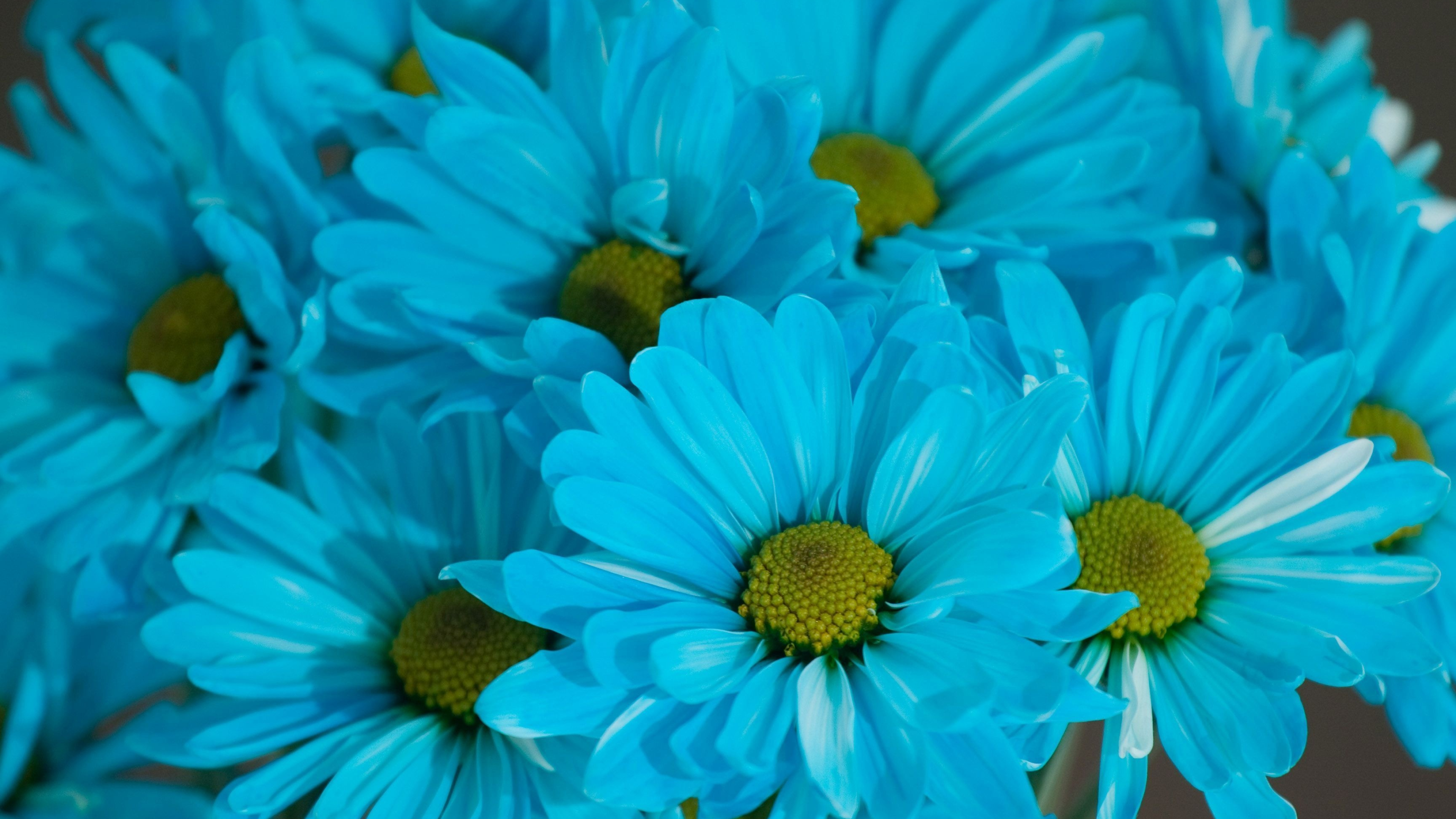 Blue daisies wallpaper, Floral wallpapers, Nature's beauty, Vibrant blooms, 3840x2160 4K Desktop