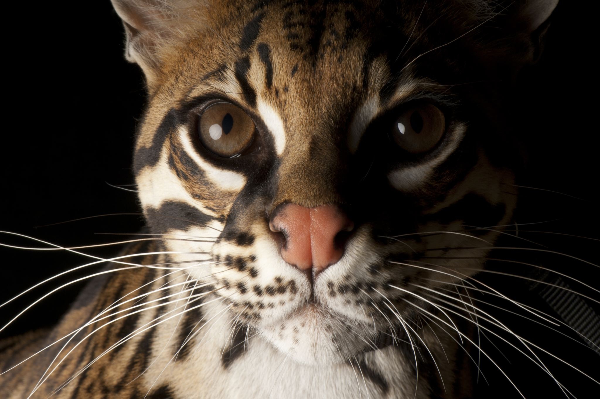 Whiskers, Ocelots Wallpaper, 2050x1360 HD Desktop