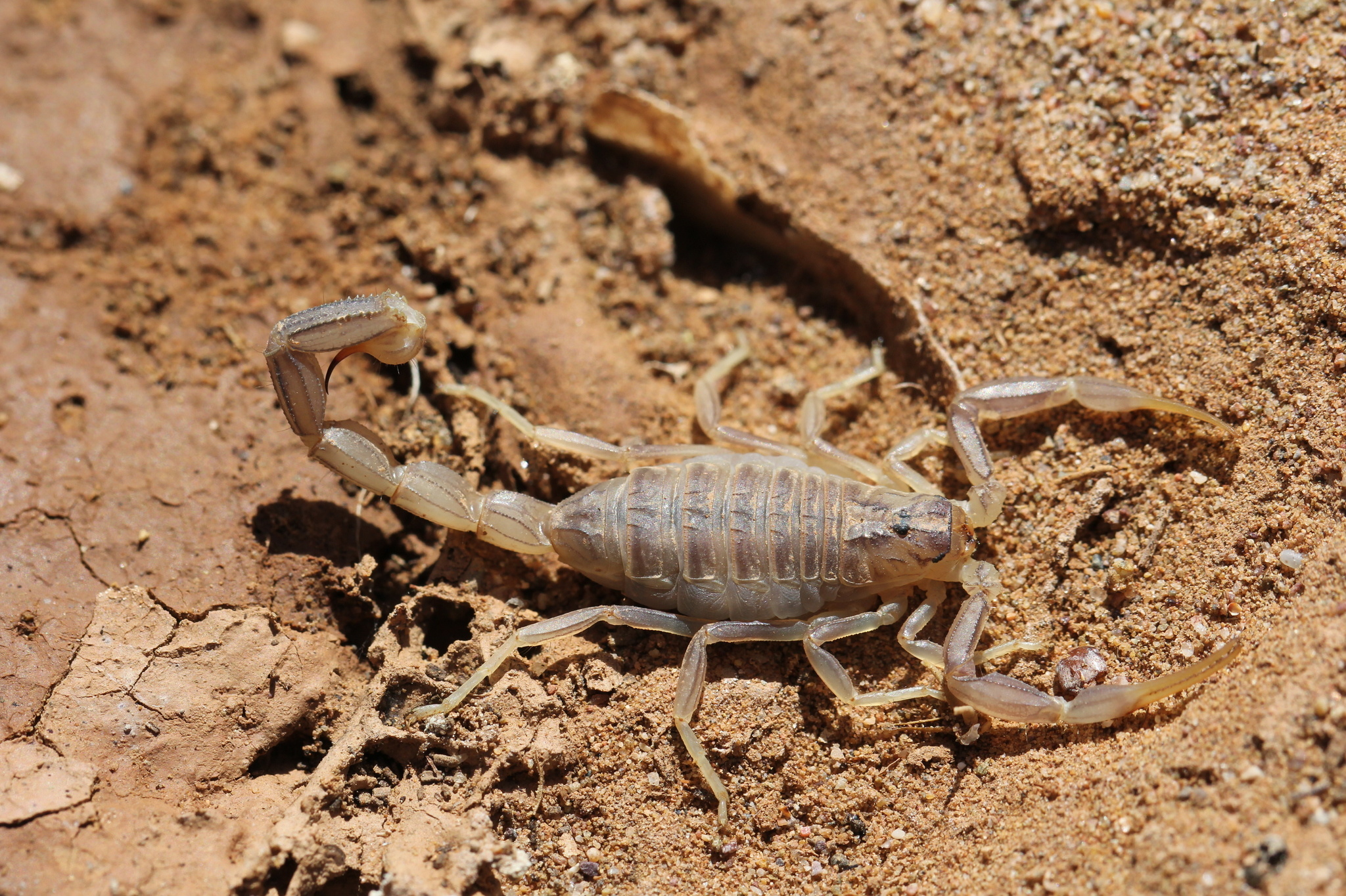 The African fattail, Scorpions Wallpaper, 2050x1370 HD Desktop