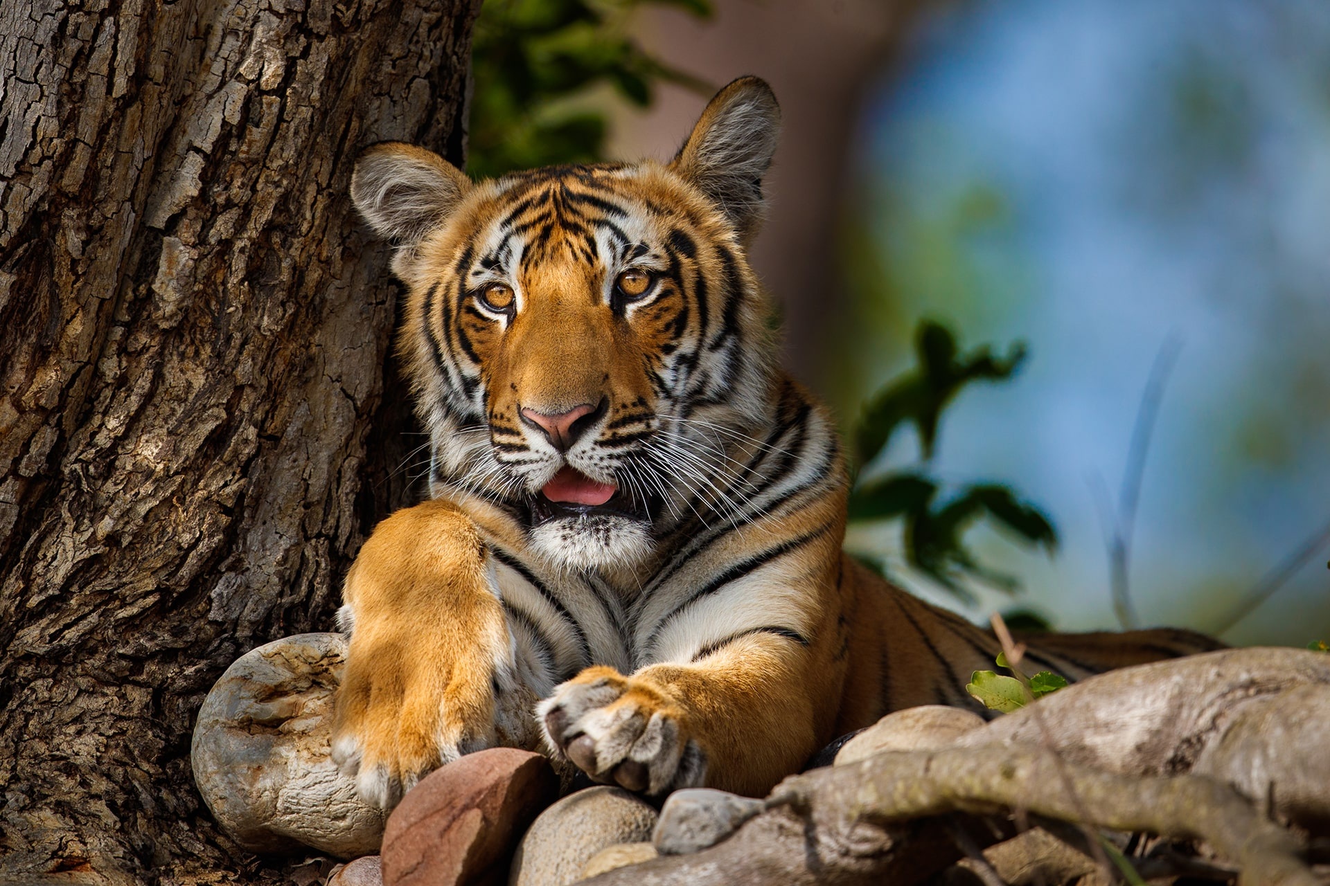 Jim Corbett National Park, Wildlife adventure, Nature's playground, Serene landscapes, 1920x1280 HD Desktop