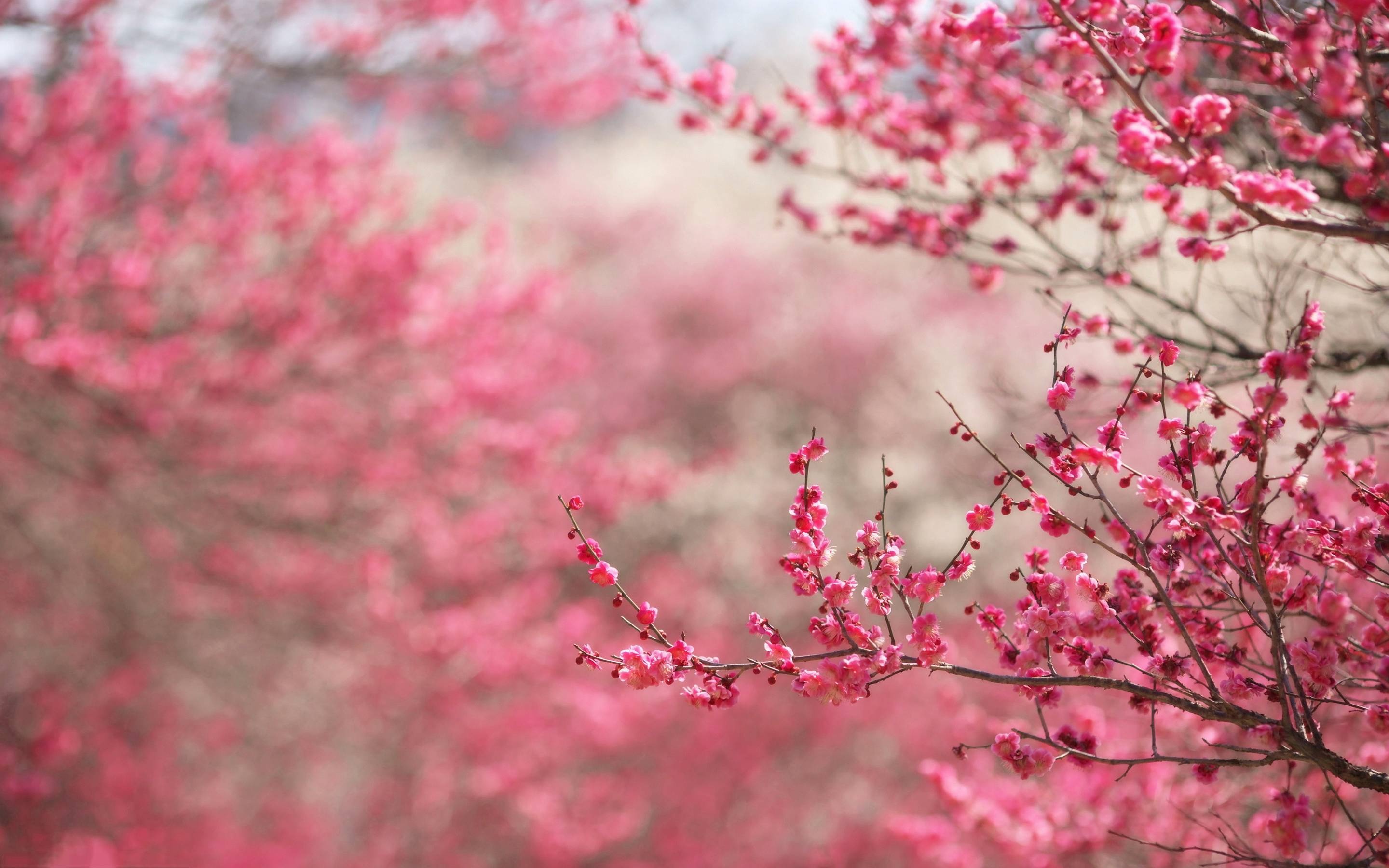 Pink sakura blossoms, Blooming tree branches, Soft pink floral bokeh, HD Desktop wallpaper