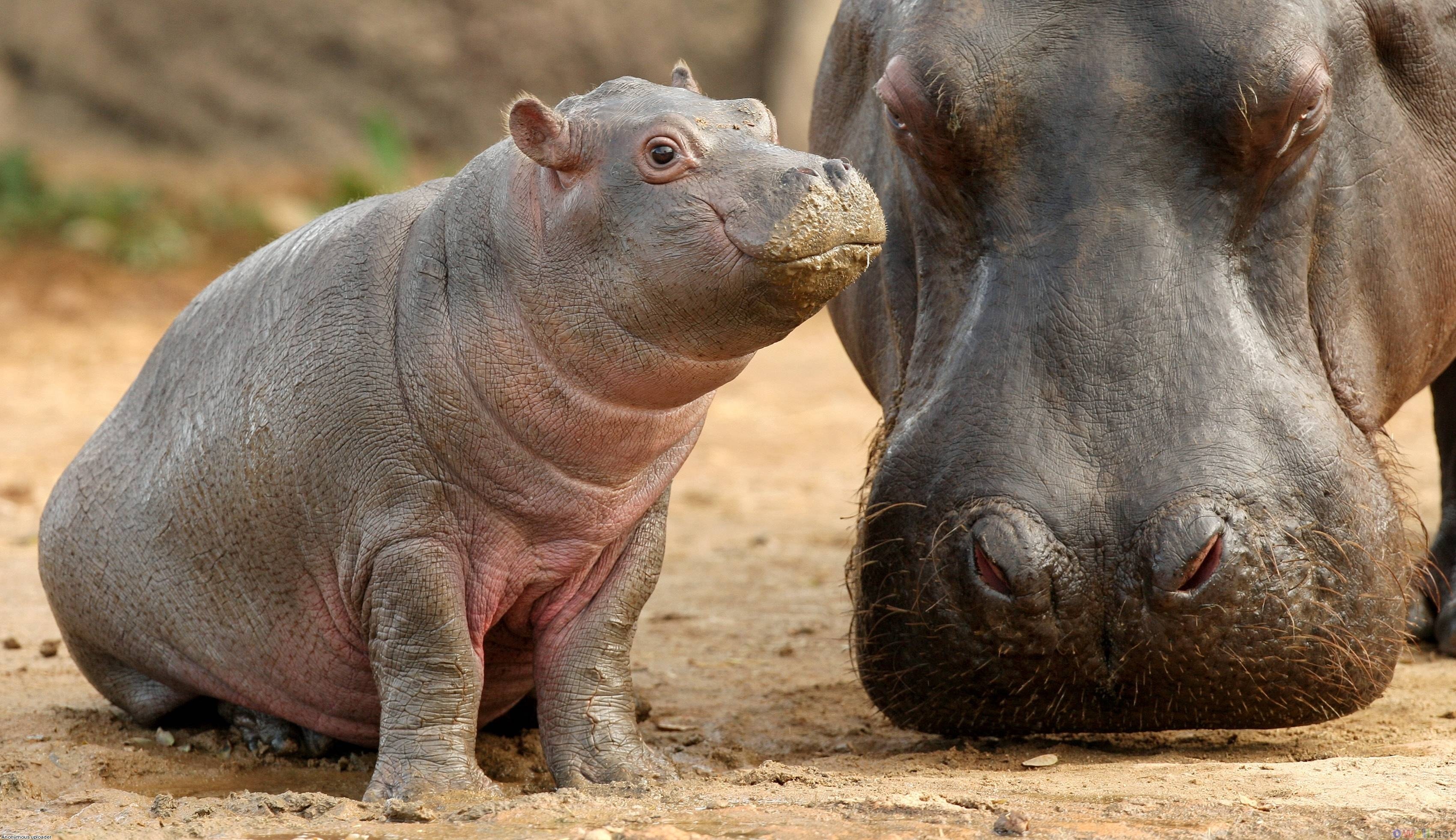 Hippopotamus, Majestic creatures, African wildlife, Water-loving mammals, 3400x1970 HD Desktop