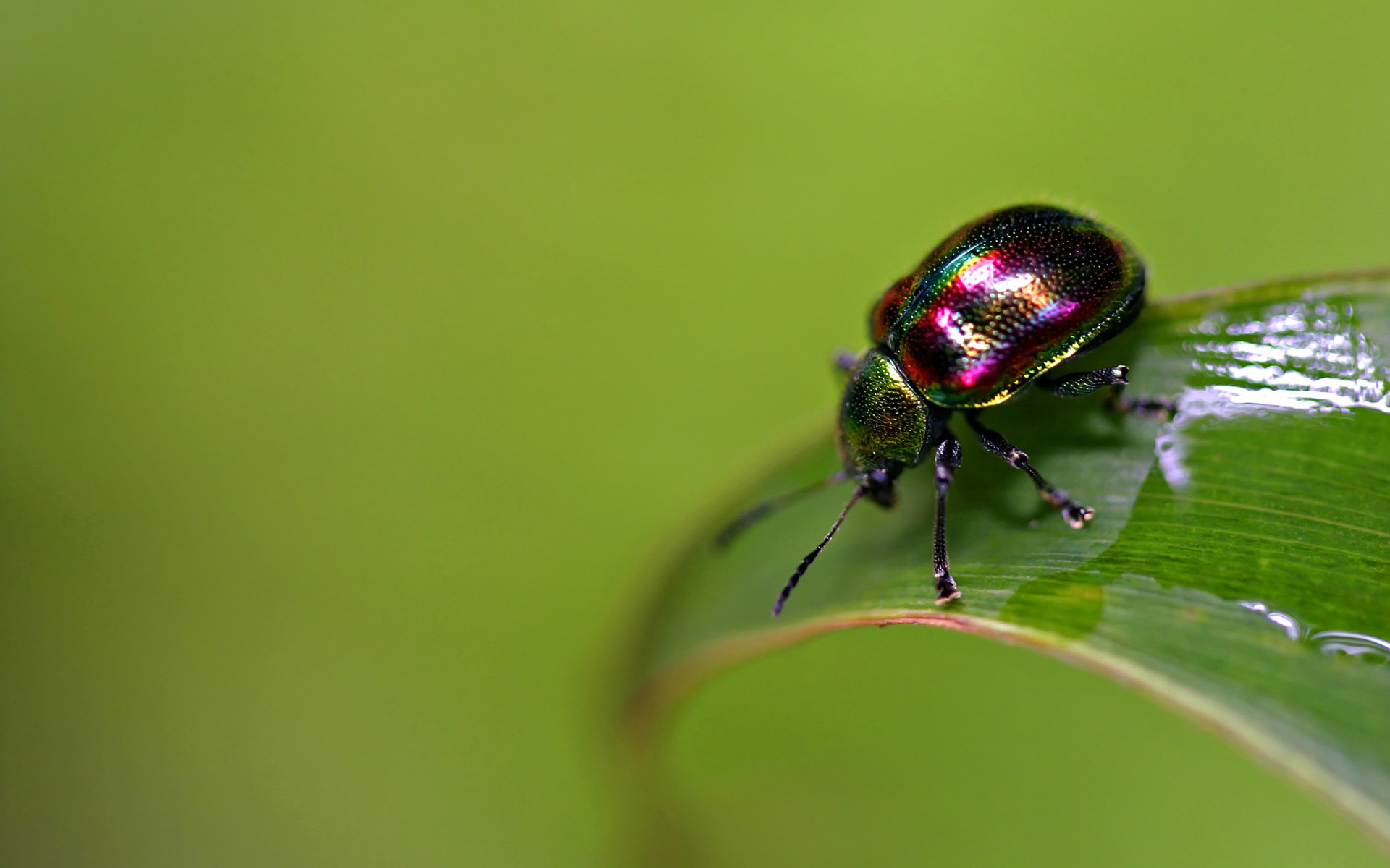 Insect wallpapers for home, Home decor inspiration, Nature-inspired interiors, Insect-themed design, 1920x1200 HD Desktop