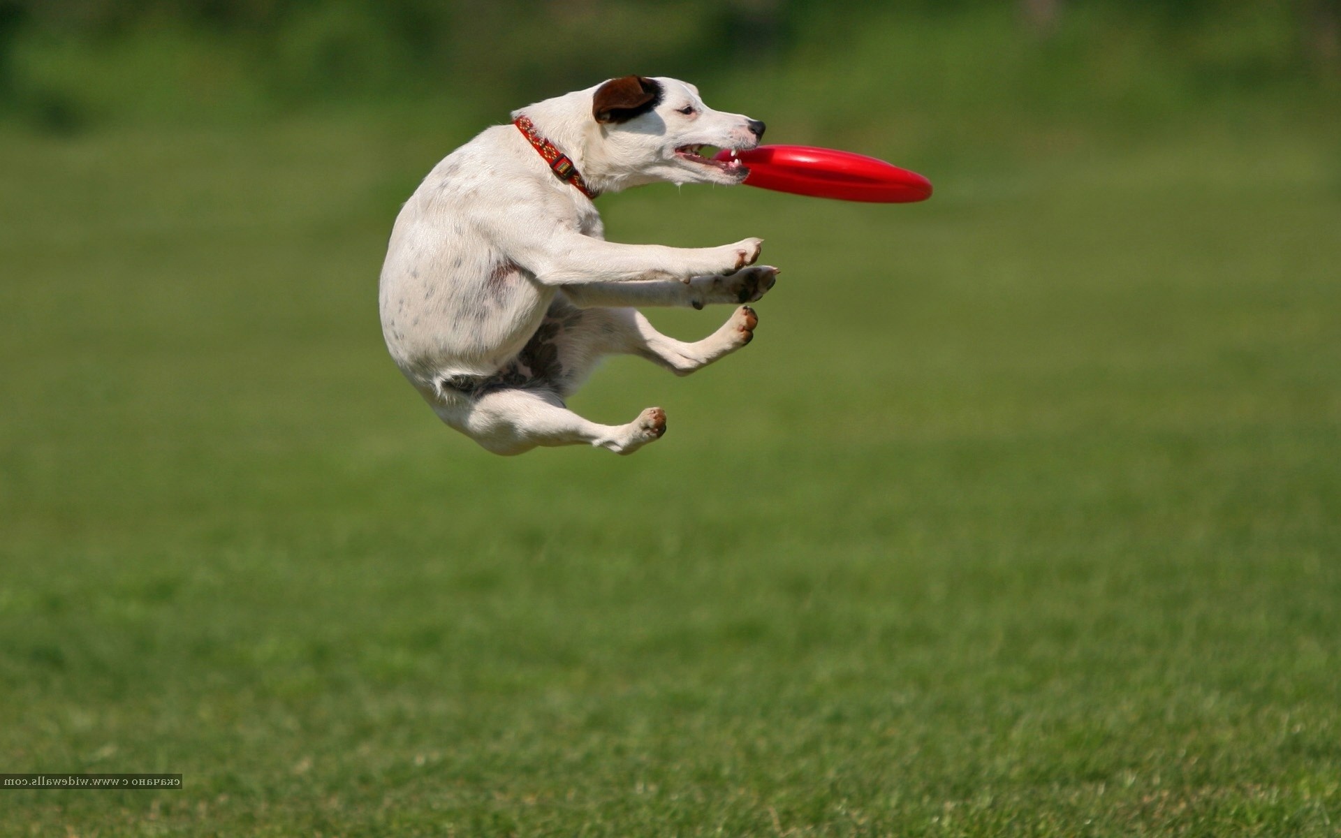 Animal sports dog, Whippet racing, Greyhound lure coursing, Goodfon wallpapers, 1920x1200 HD Desktop