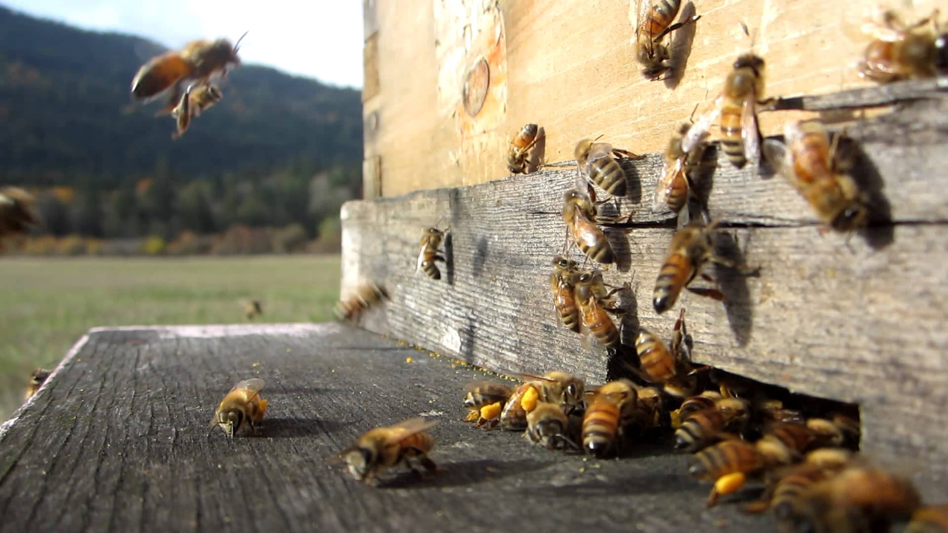 Apiary, Beekeeping, Nectar collection, Bee society, 1920x1080 Full HD Desktop