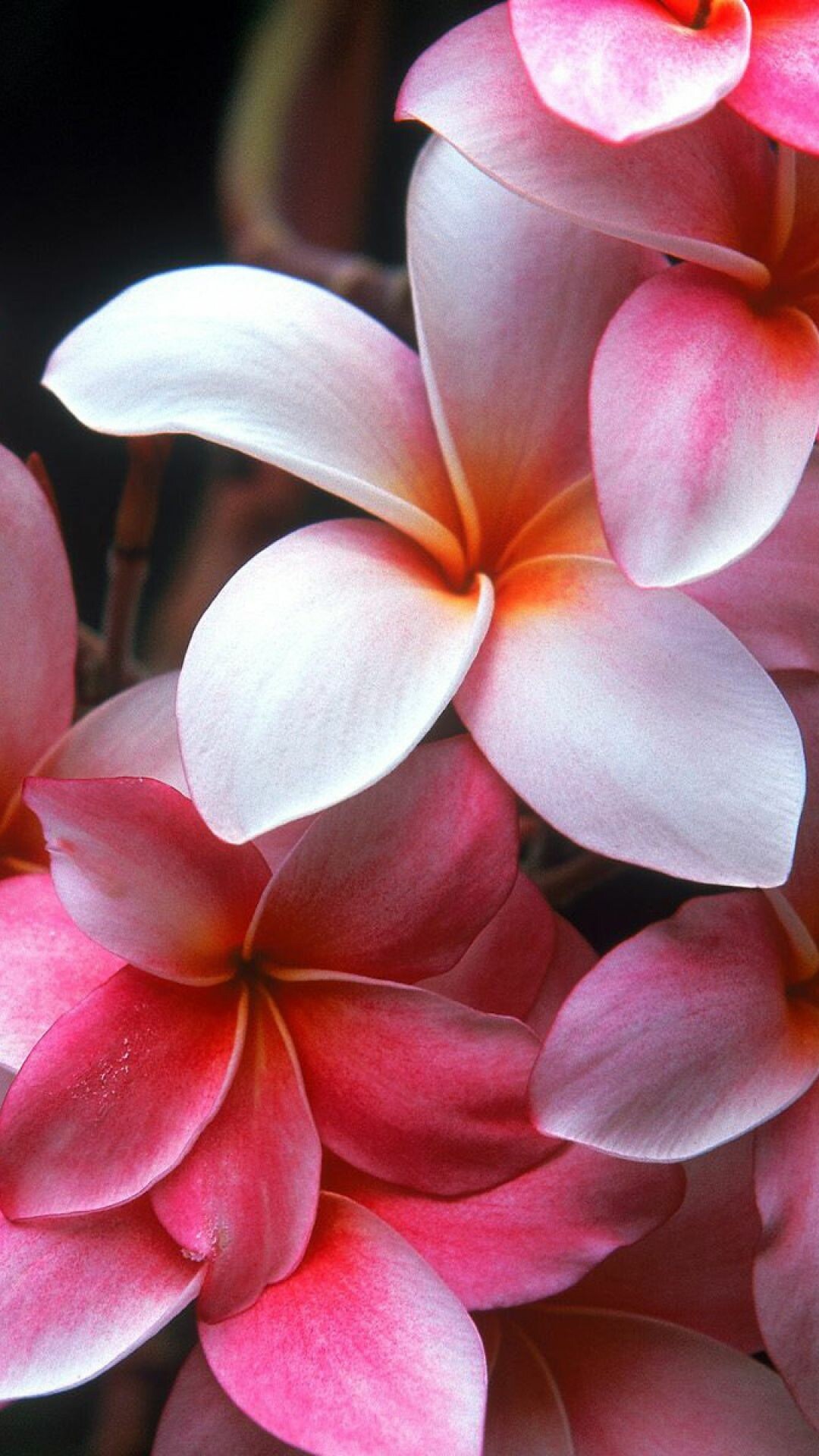 Pink plumeria, Flowering shrubs, Xperia wallpaper, Striking beauty, 1080x1920 Full HD Phone