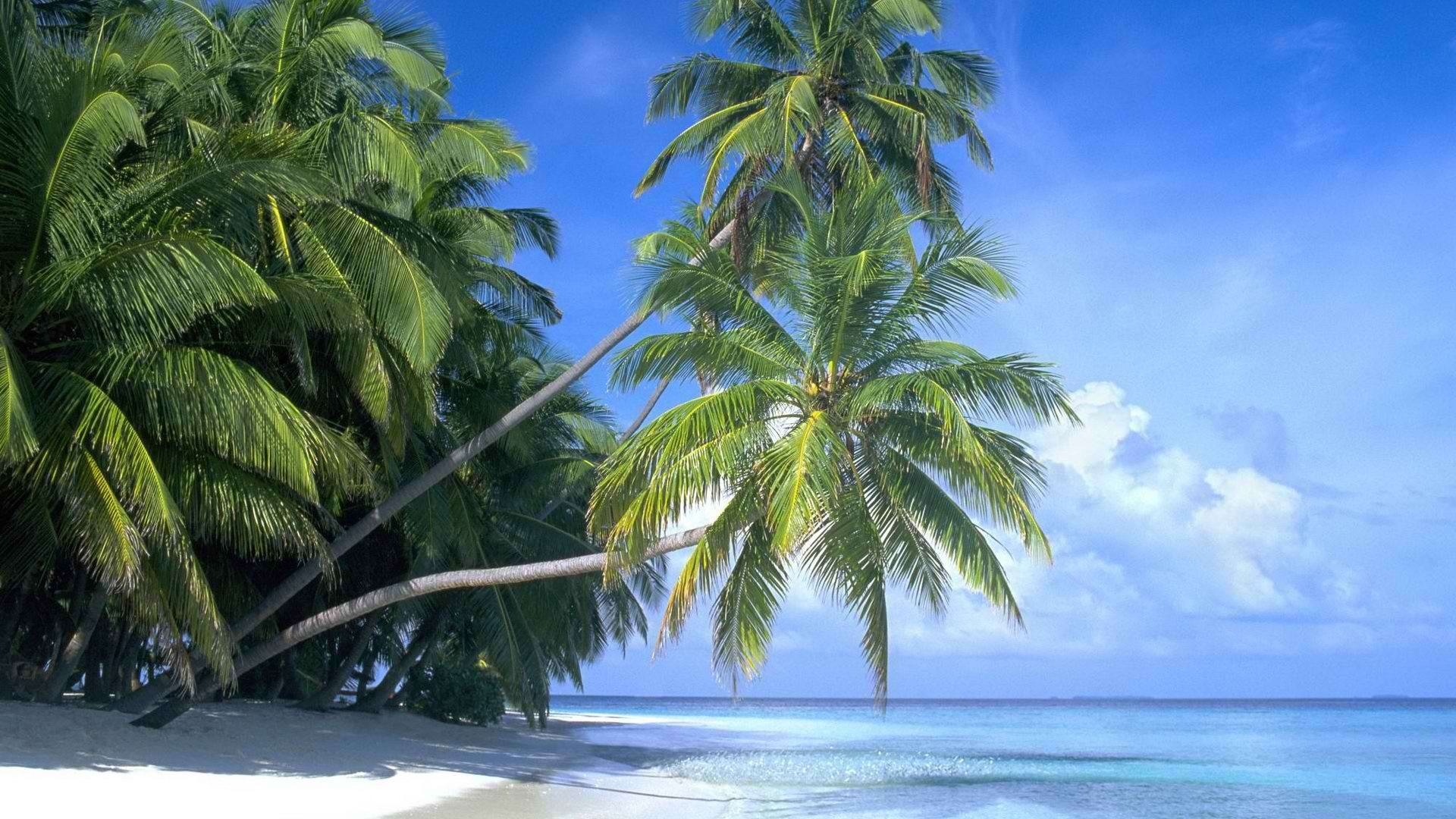 Leaning coconut palm trees, White sand beach, Turquoise tropical ocean, Full HD Desktop wallpaper