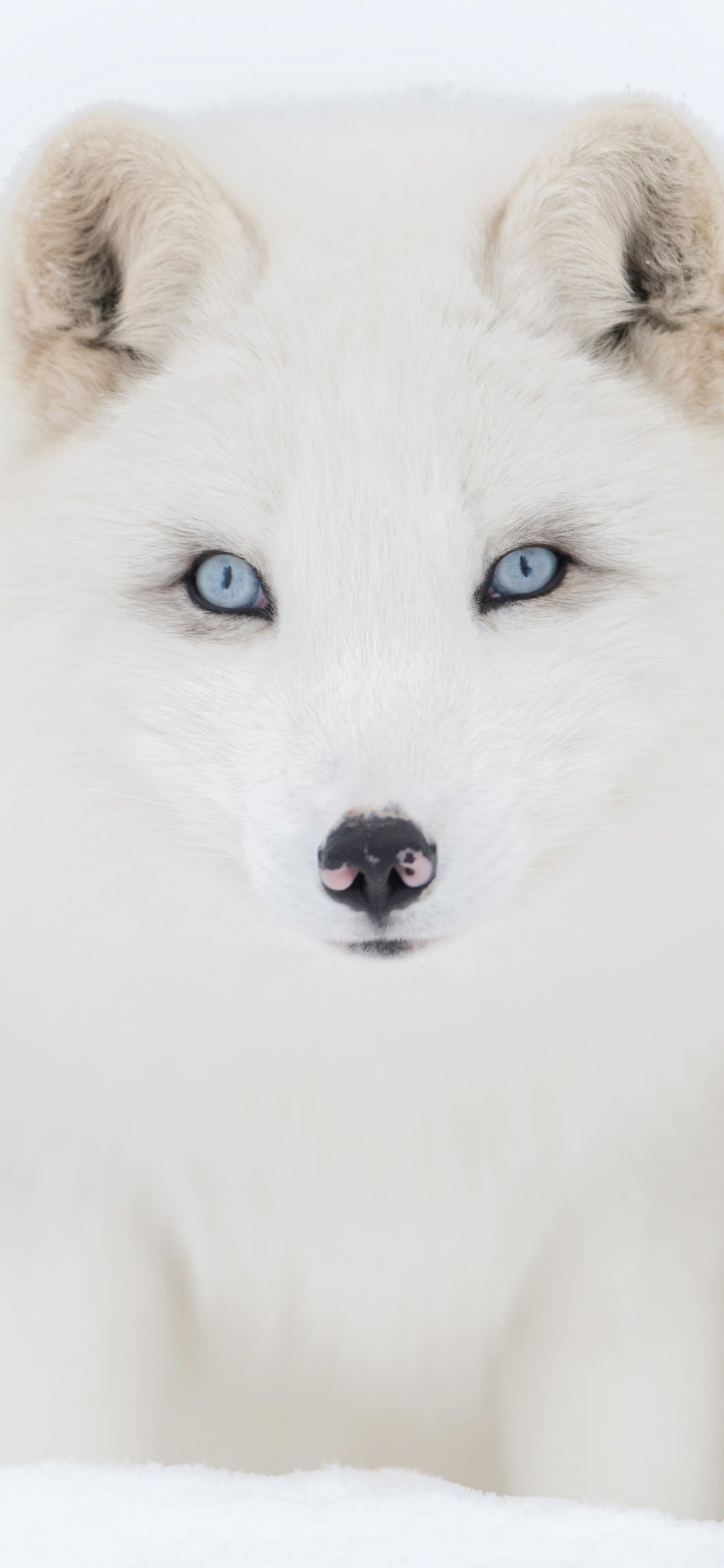 Animal, Arctic Fox, 1130x2440 HD Phone