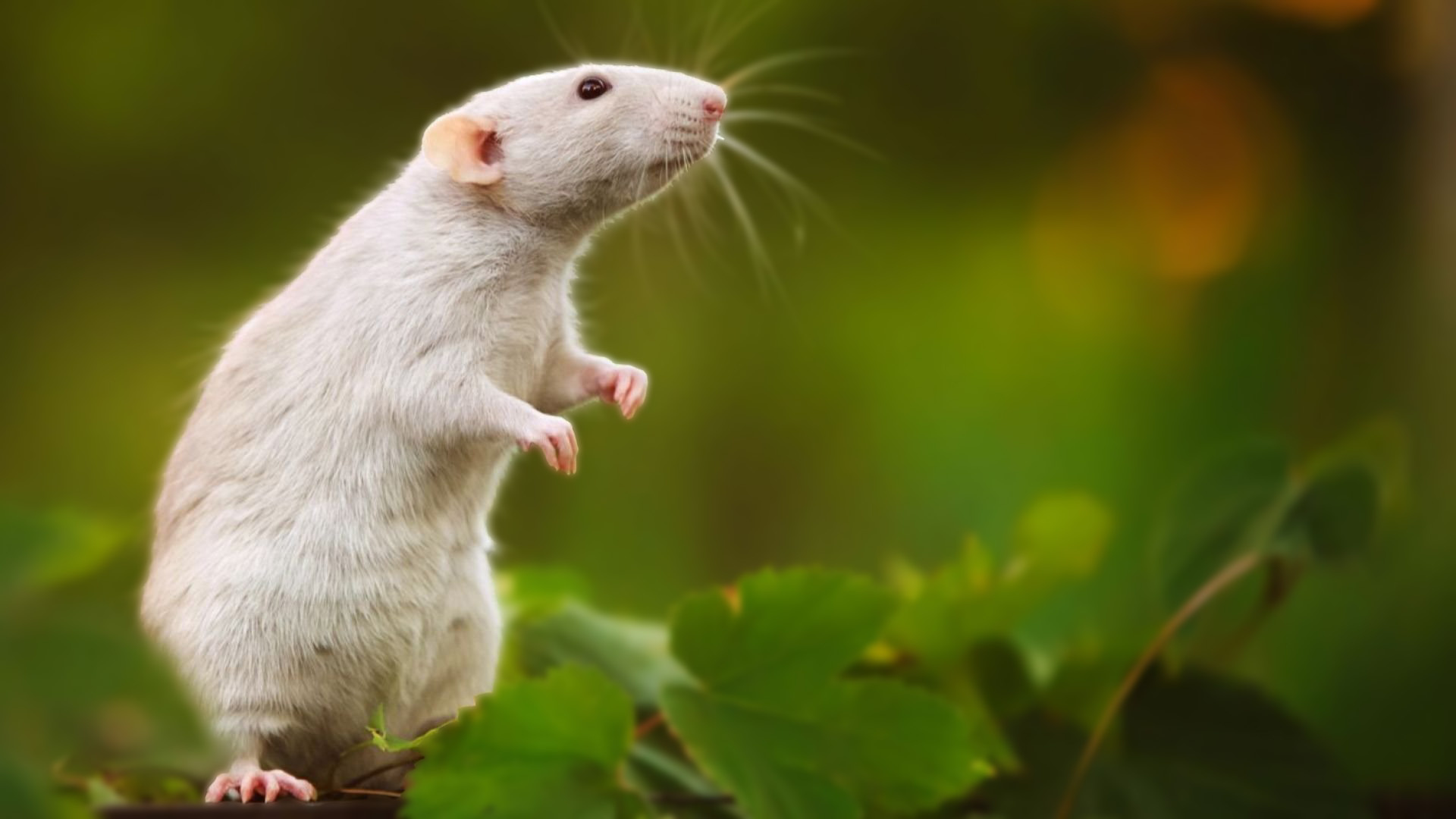 HD Rat Wallpaper, High-Resolution Backgrounds, Rat Artistry, Digital Beauty, 1920x1080 Full HD Desktop