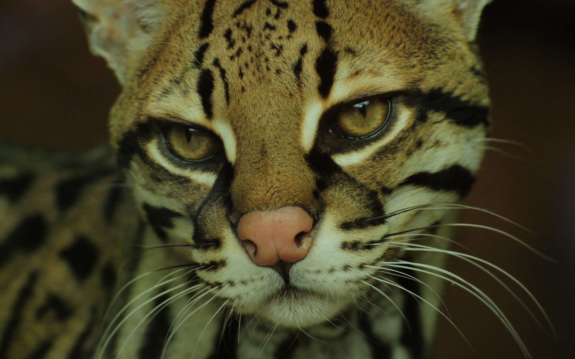 Ocelot wallpaper, Graceful wildcat, Striking poses, Mysterious aura, 1920x1200 HD Desktop