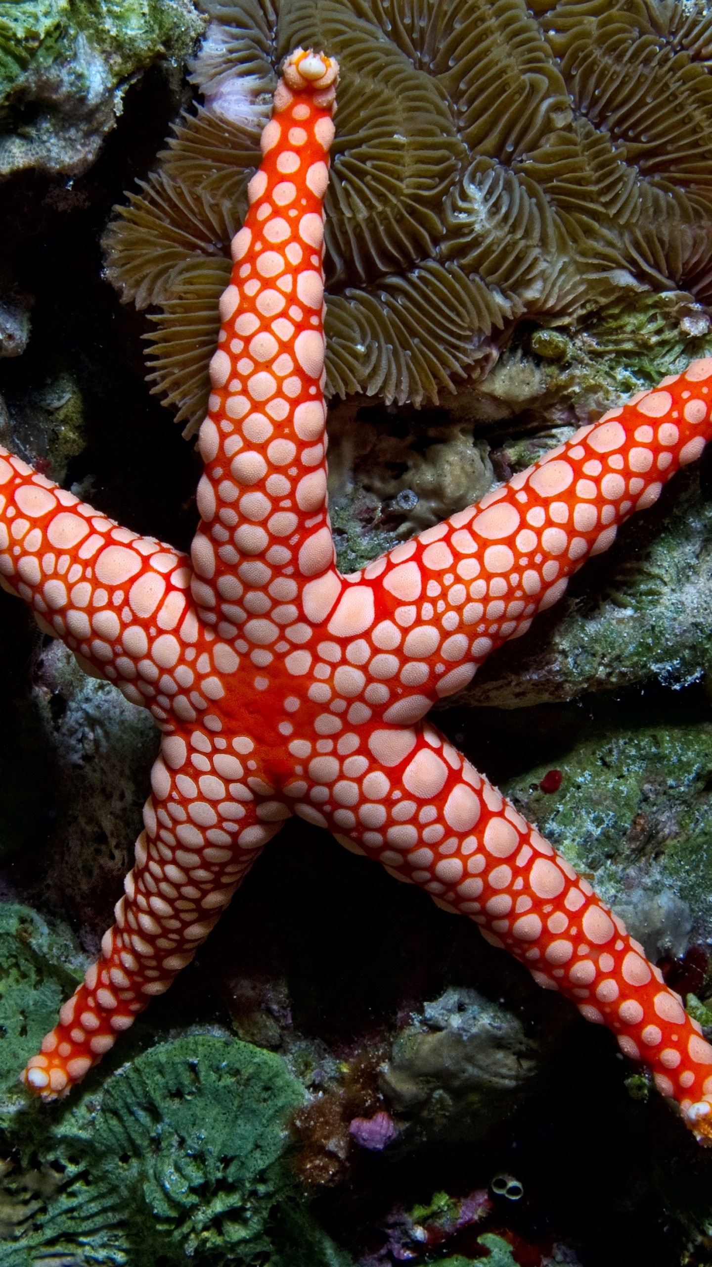 Fromia monilis wallpaper, Vibrant sea star photography, Indonesian diving paradise, Underwater tourism destination, 1440x2560 HD Phone