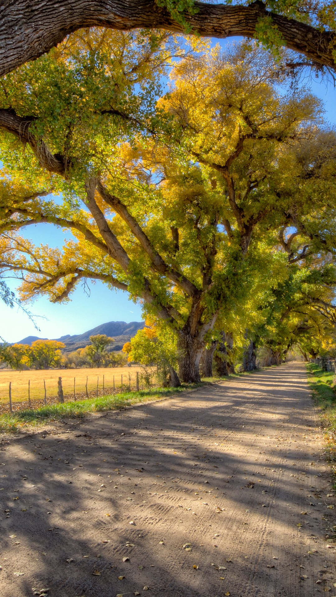 4K tree wallpaper, Michelle Thompson's post, Stunning nature, High definition, 1080x1920 Full HD Phone