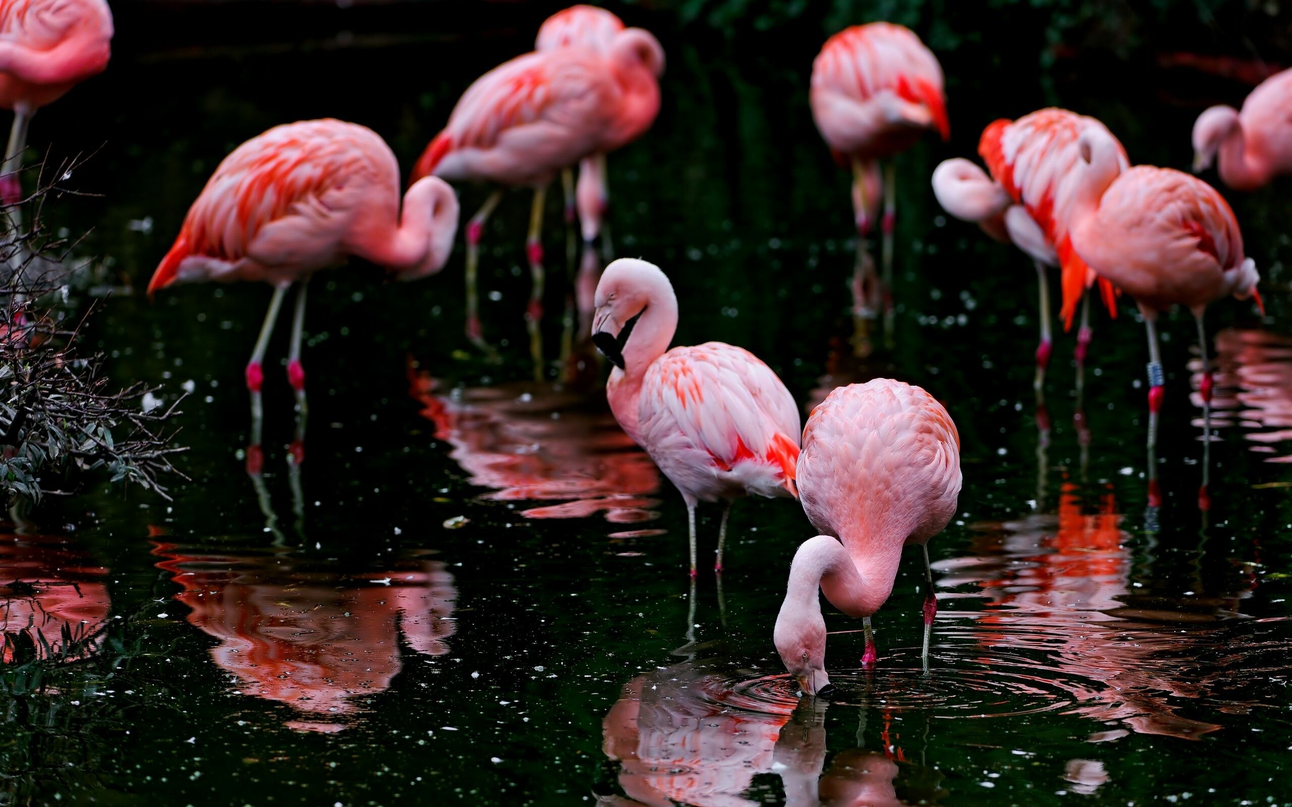 Flamingo wallpaper, Desktop wallpaper, Cute design, Mesmerizing visuals, 2560x1600 HD Desktop