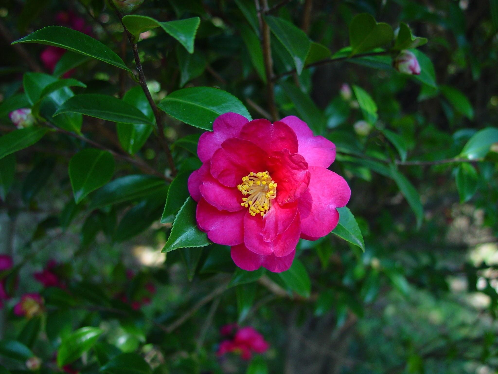 Camellia sasanqua backgrounds, Camellia sasanqua wallpapers, Wallpapers, Backgrounds, 2050x1540 HD Desktop