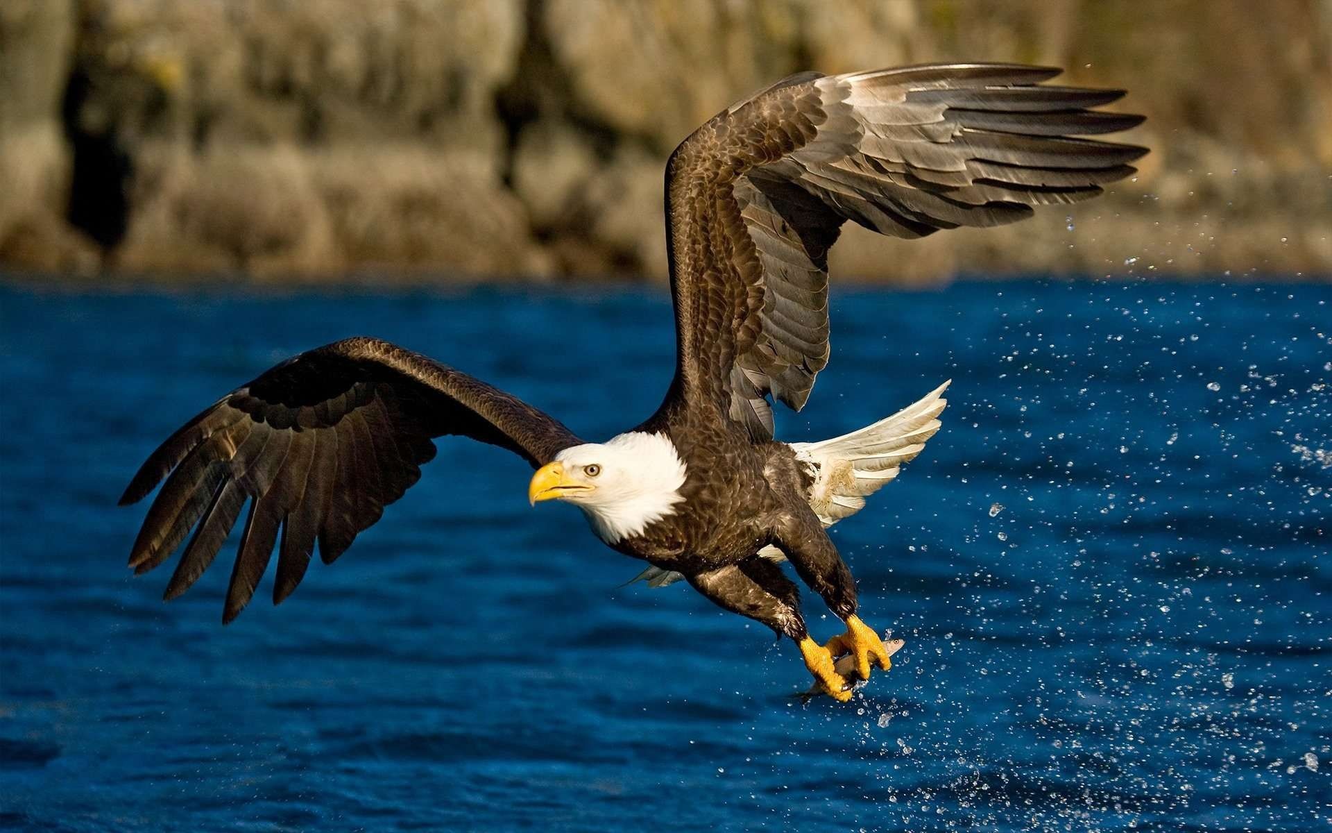 Bald Eagle, HD wallpapers source, Animal planet, Bird species, 1920x1200 HD Desktop