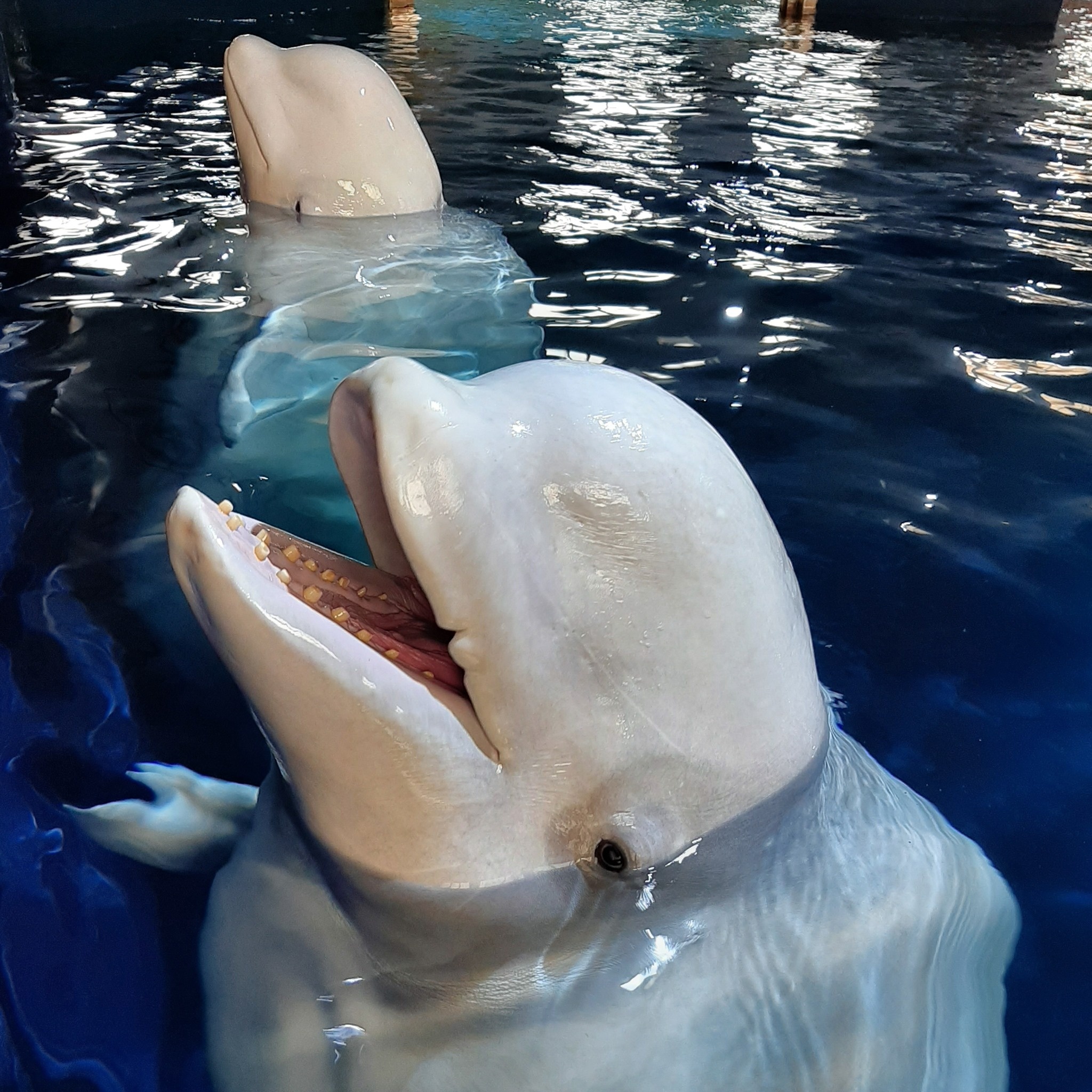 Beluga Whales, Open water sanctuary, Sea Life Trust, Wildlife conservation, 2050x2050 HD Phone