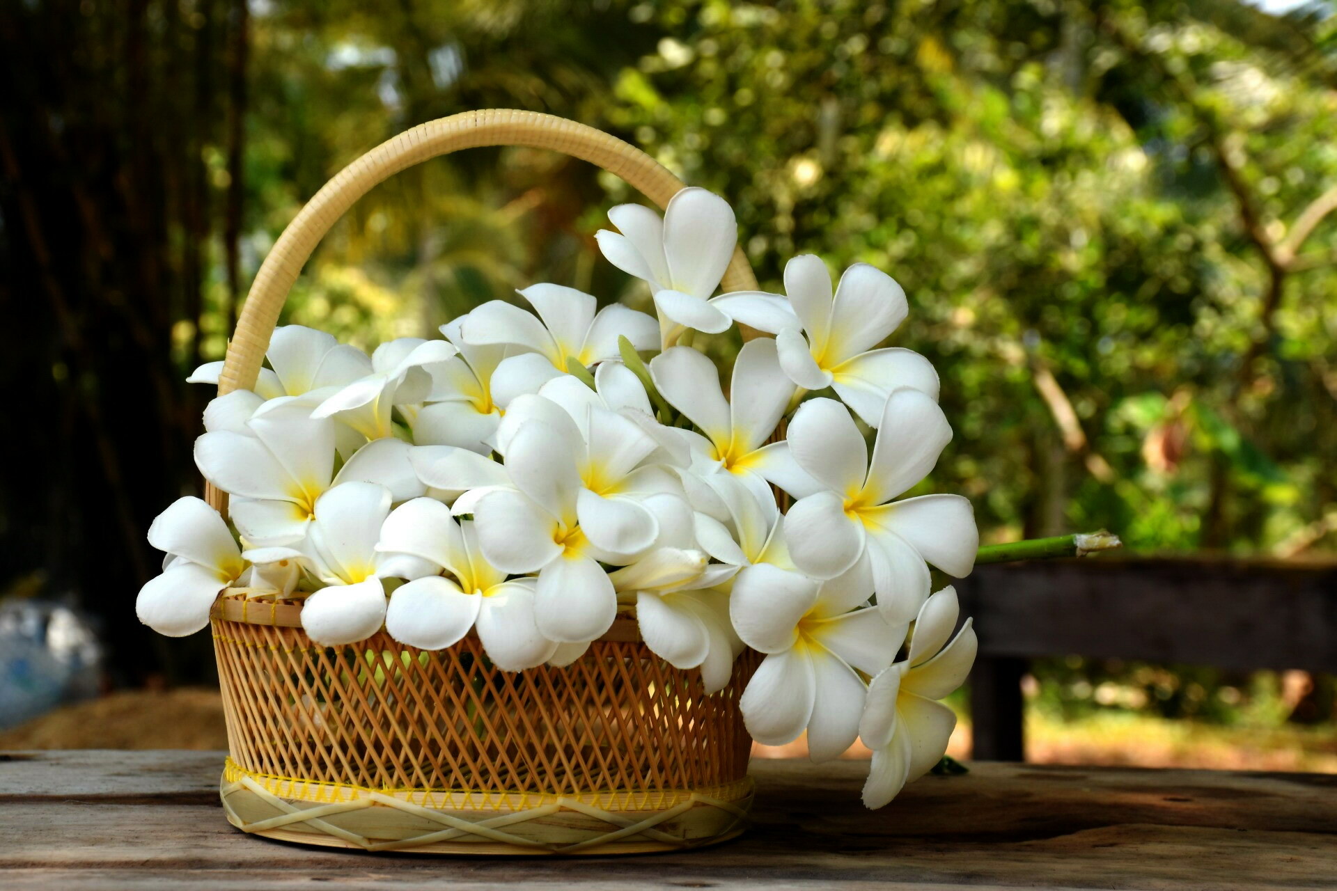 Basket of Plumeria, Plumeria Wallpaper, 1920x1280 HD Desktop