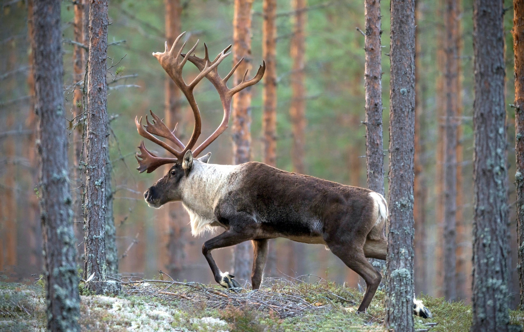 Caribou wallpapers, Visual treat, Animal beauty, Nature's wonder, 2050x1300 HD Desktop