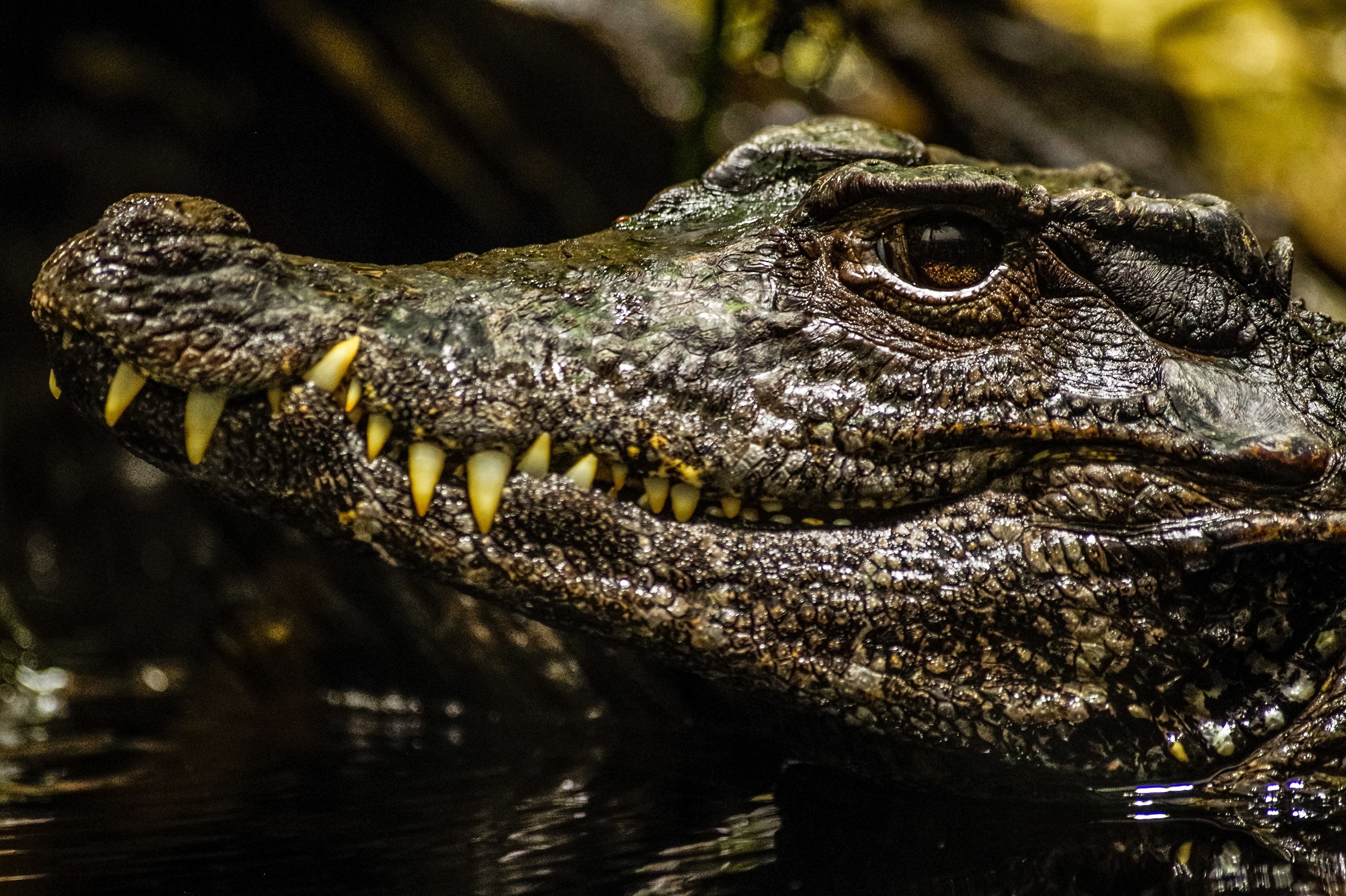 Crocodile, HD wallpaper, Majestic reptile, Intricate details, 2560x1710 HD Desktop