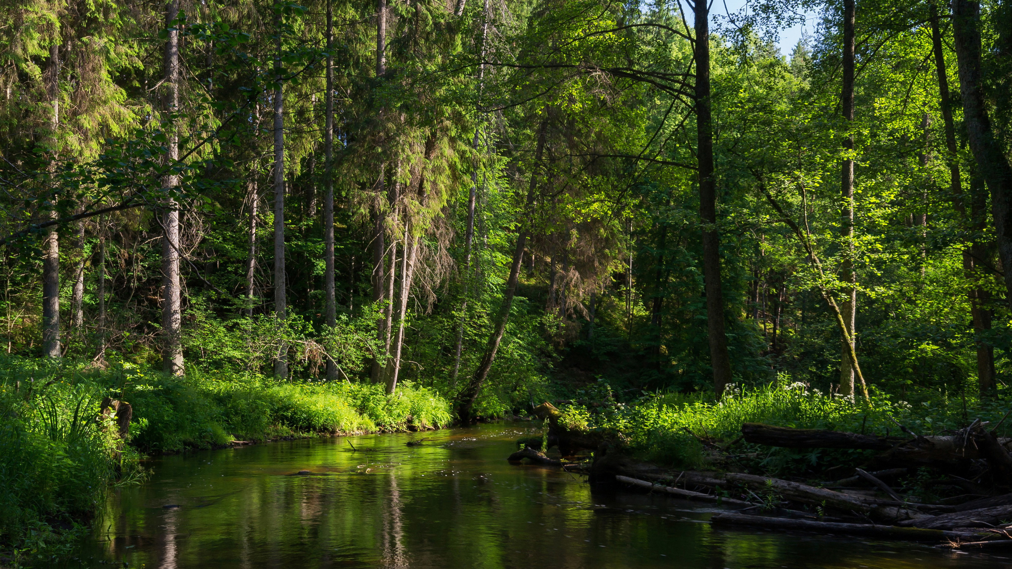 Forest, Desktop wallpapers, 4K Ultra HD, Serene beauty, 3840x2160 4K Desktop