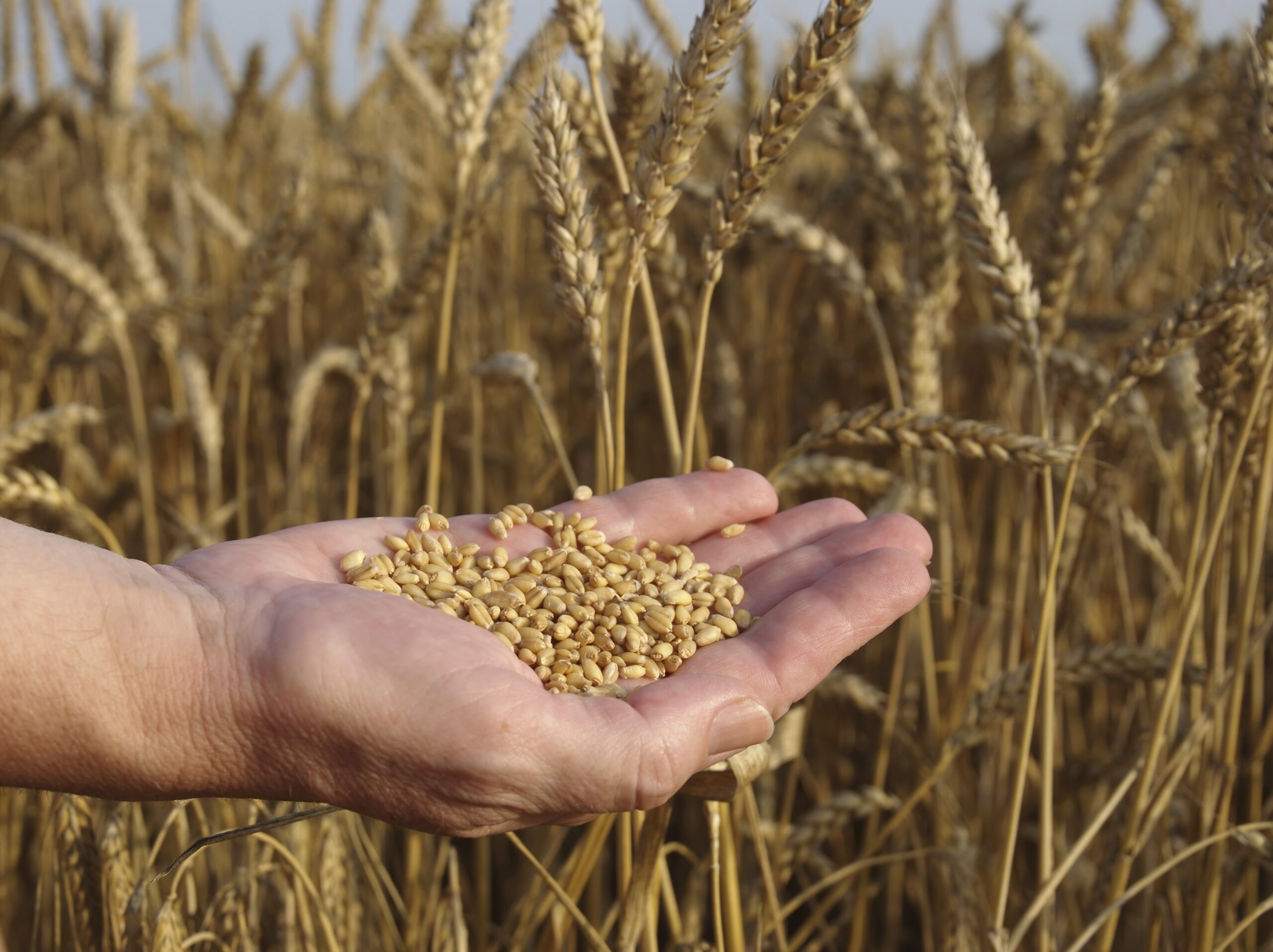 Wheat, Grains Wallpaper, 2560x1920 HD Desktop