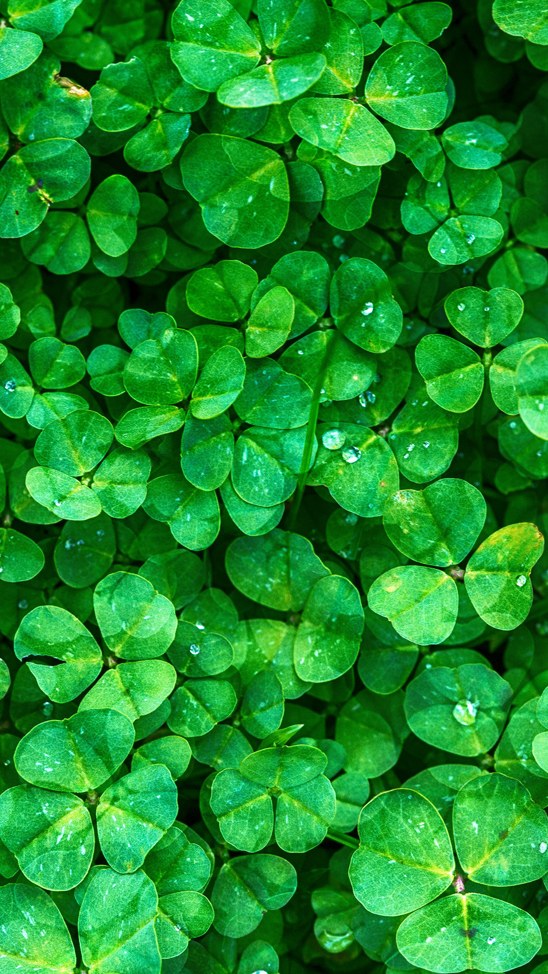 Irish Shamrock, Shamrock wallpapers, St. Patrick's Day, Irish celebration, 1080x1920 Full HD Phone