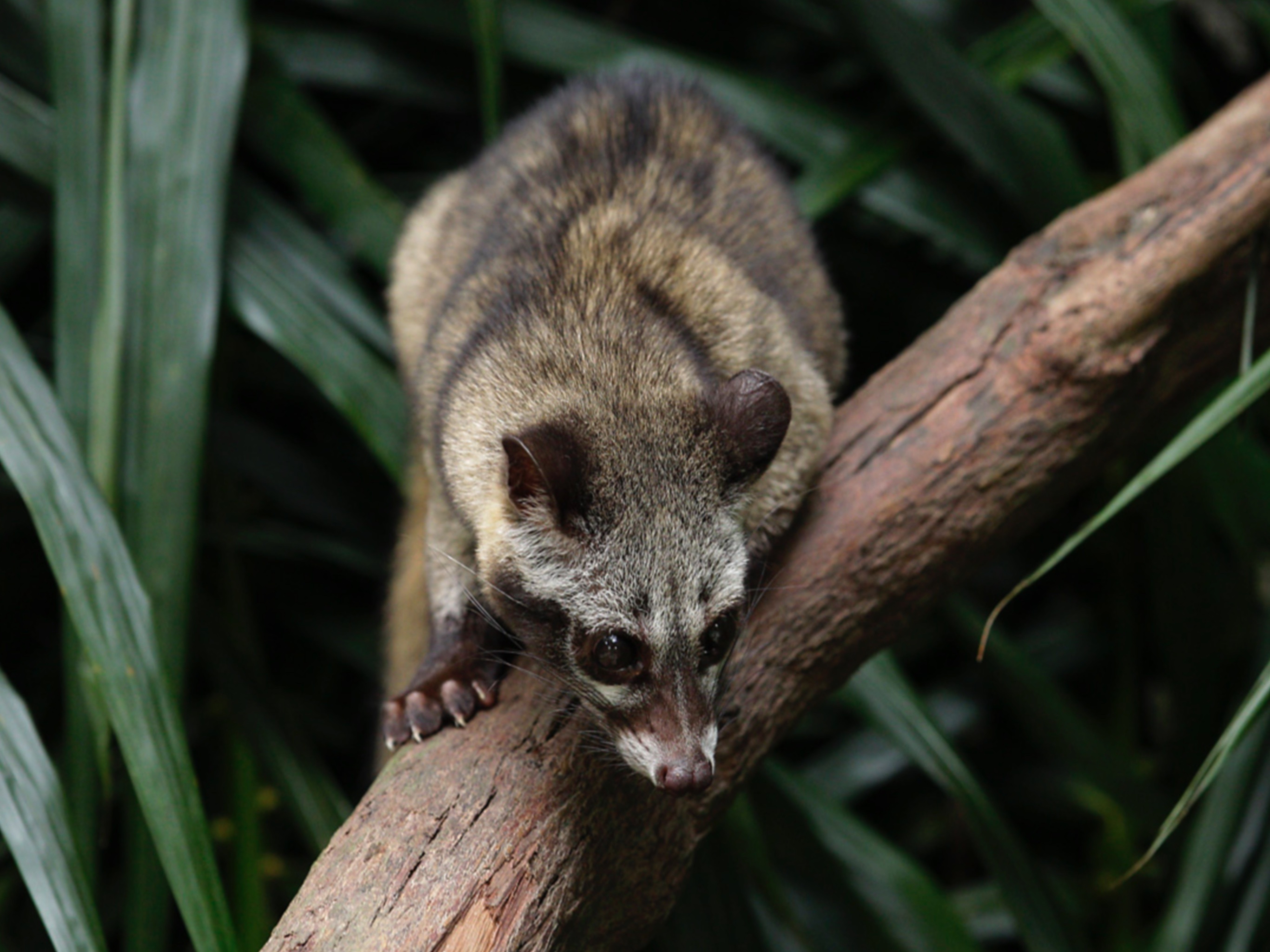 Asian Palm Civet, Kopi Luwak animals, South East Asia, Unique creatures, 2740x2050 HD Desktop