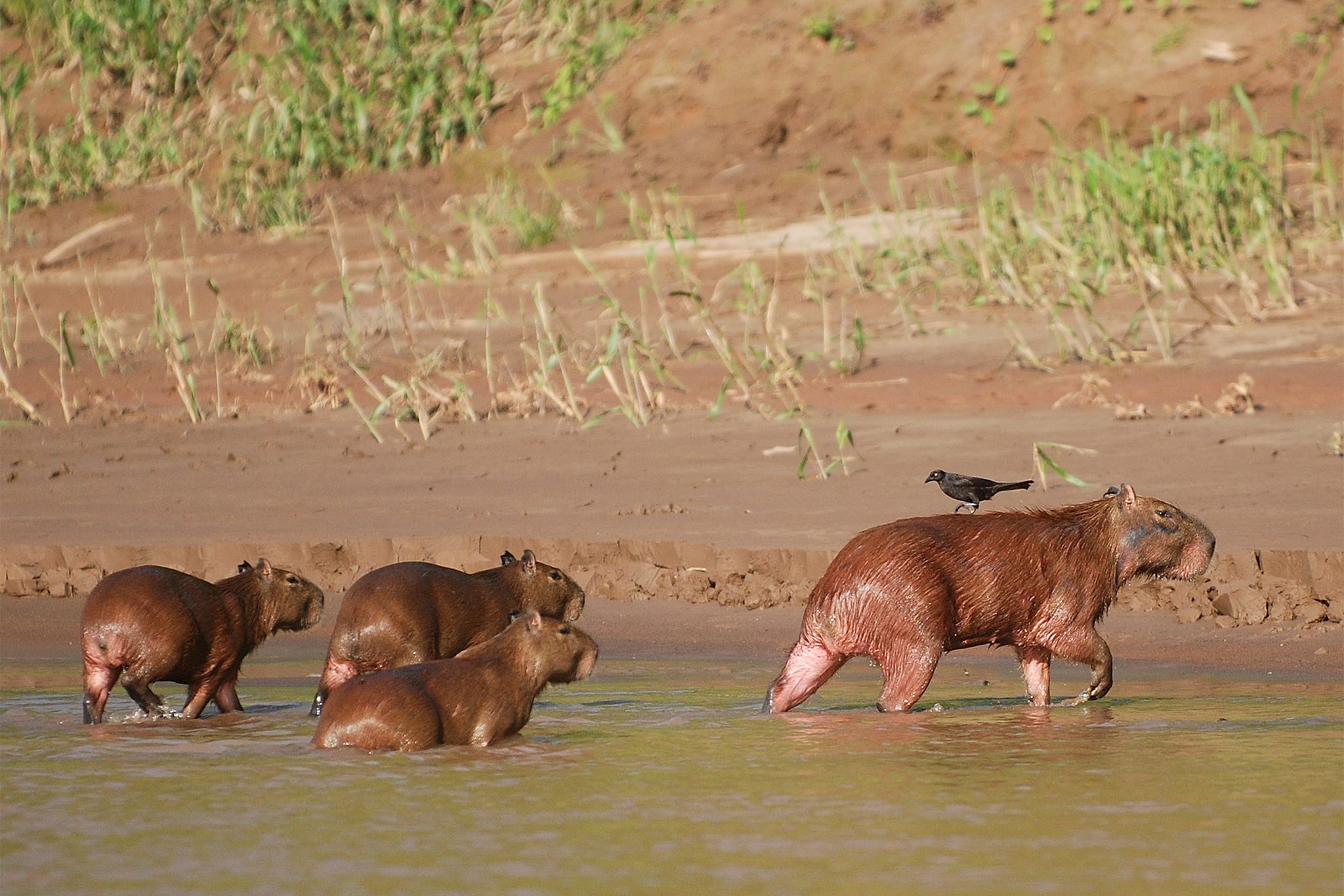 Manu National Park, Pristine wilderness, Remote adventure, Pristine biodiversity, 2050x1370 HD Desktop