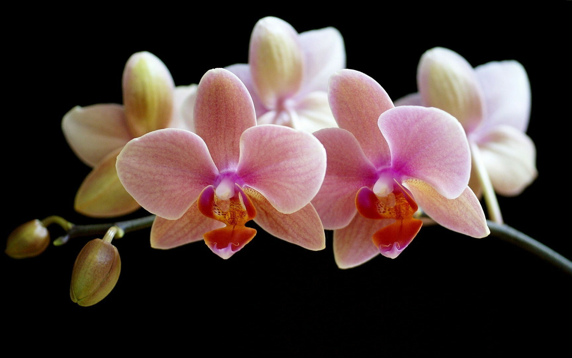 Orchid wallpaper, HD wallpaper, Pink orchid, 1920x1200 HD Desktop