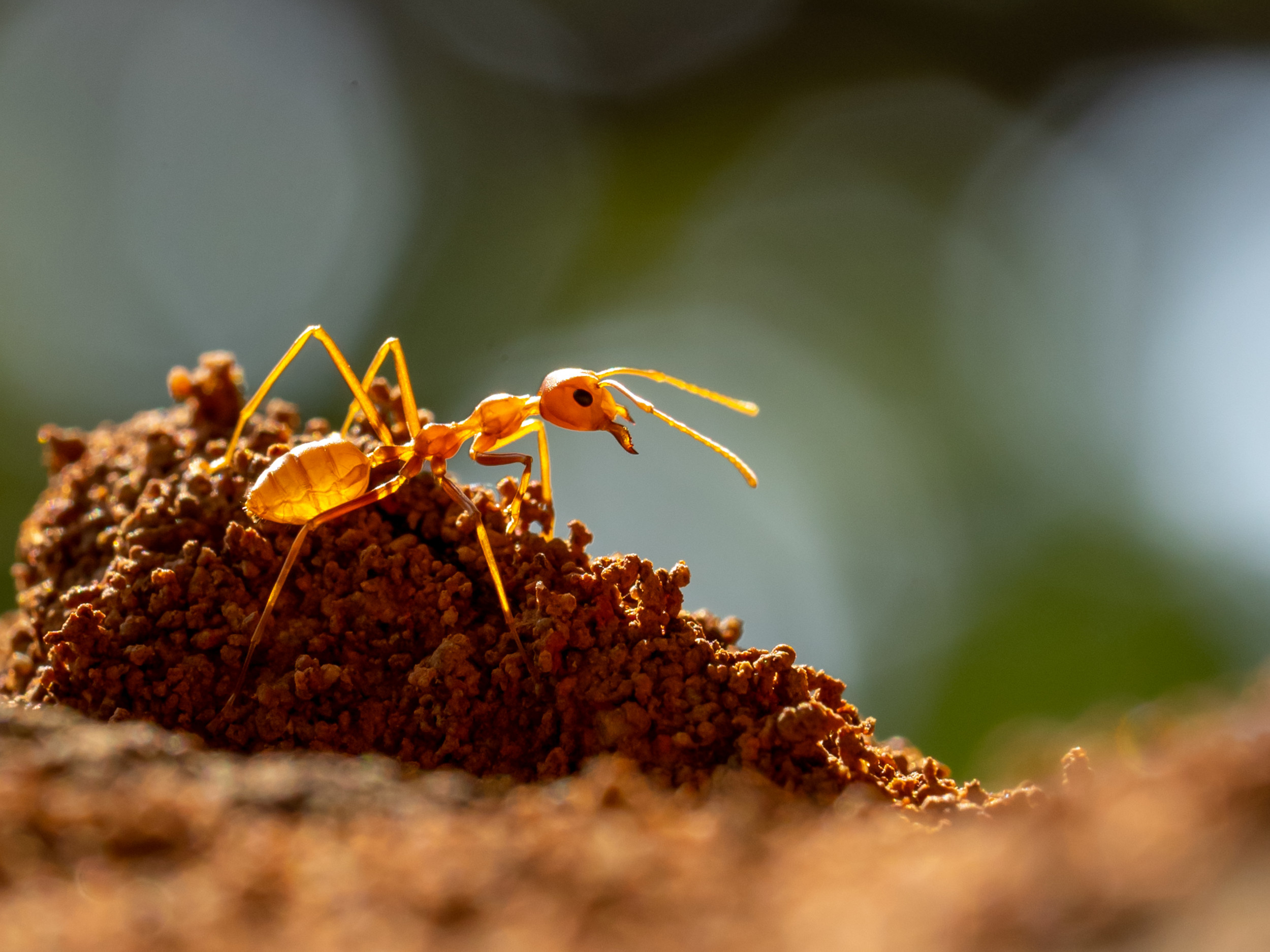 Invasive ant, Deadly discovery, Indiana wildlife, First sighting, 2500x1880 HD Desktop