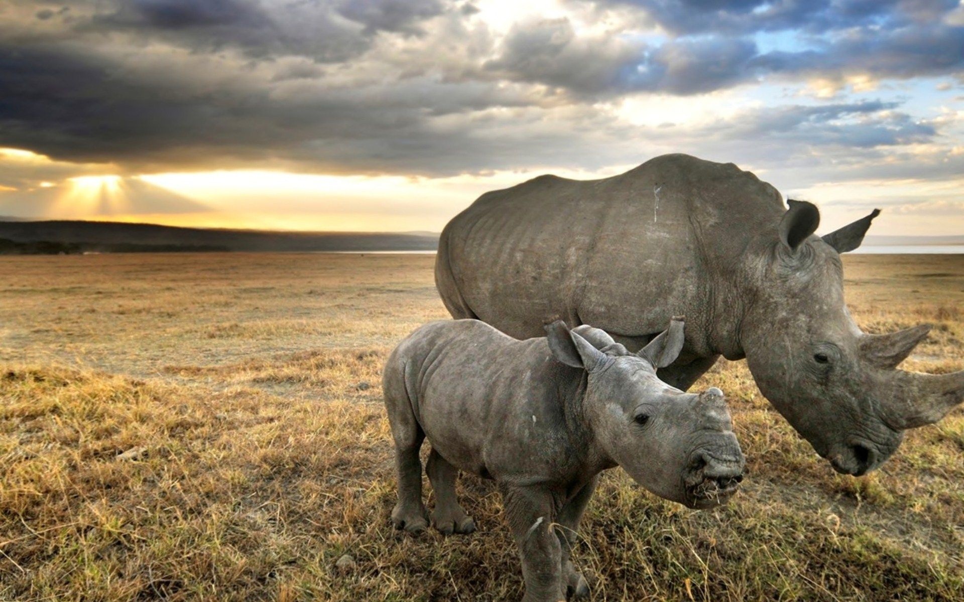 Rhino kingdom, Enigmatic creatures, Untamed wilderness, Natural beauty, 1920x1200 HD Desktop