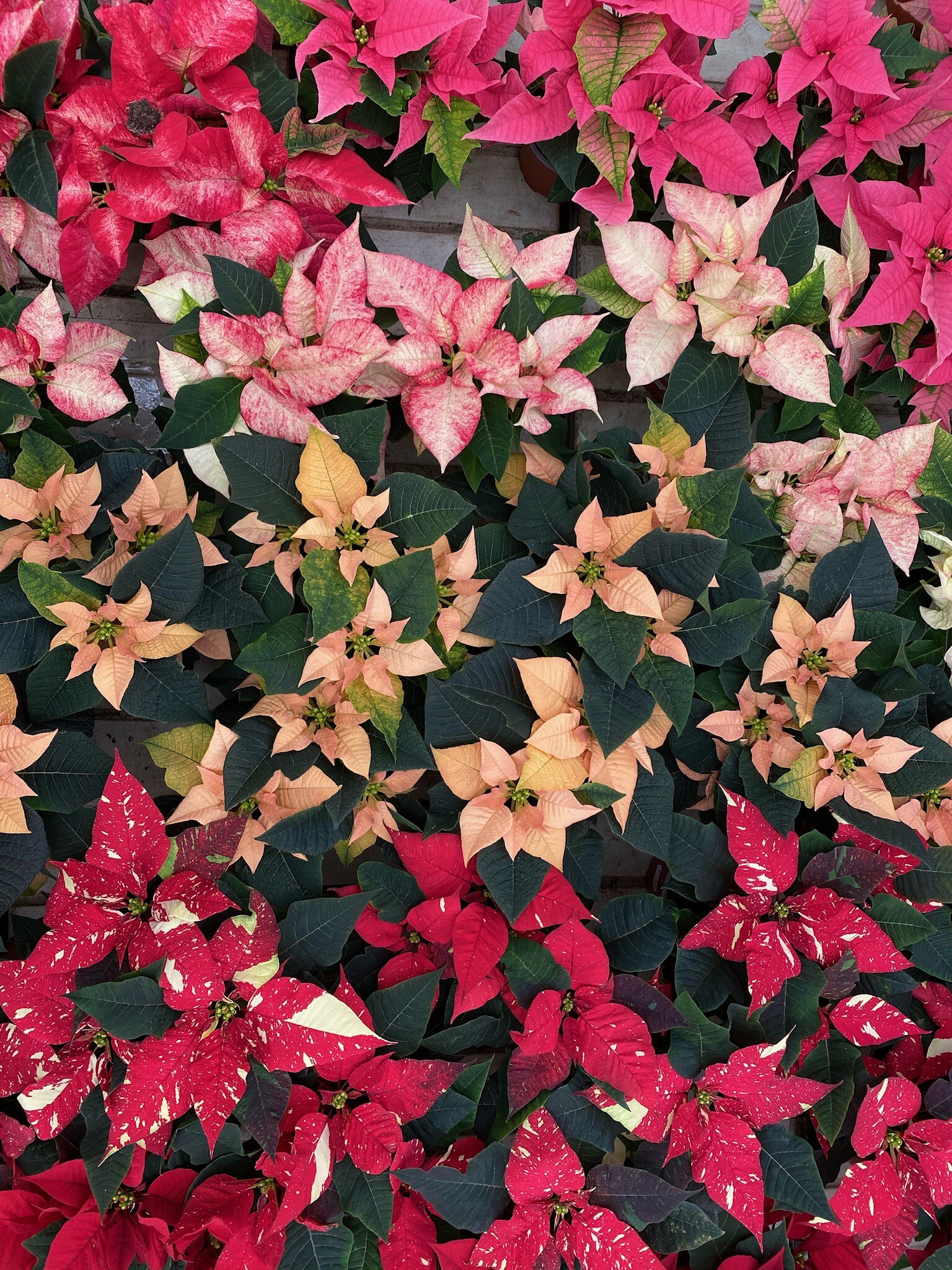 Grtneri pause, Seasonal treasure, Poinsettia photography, Plant enthusiast, 1540x2050 HD Phone