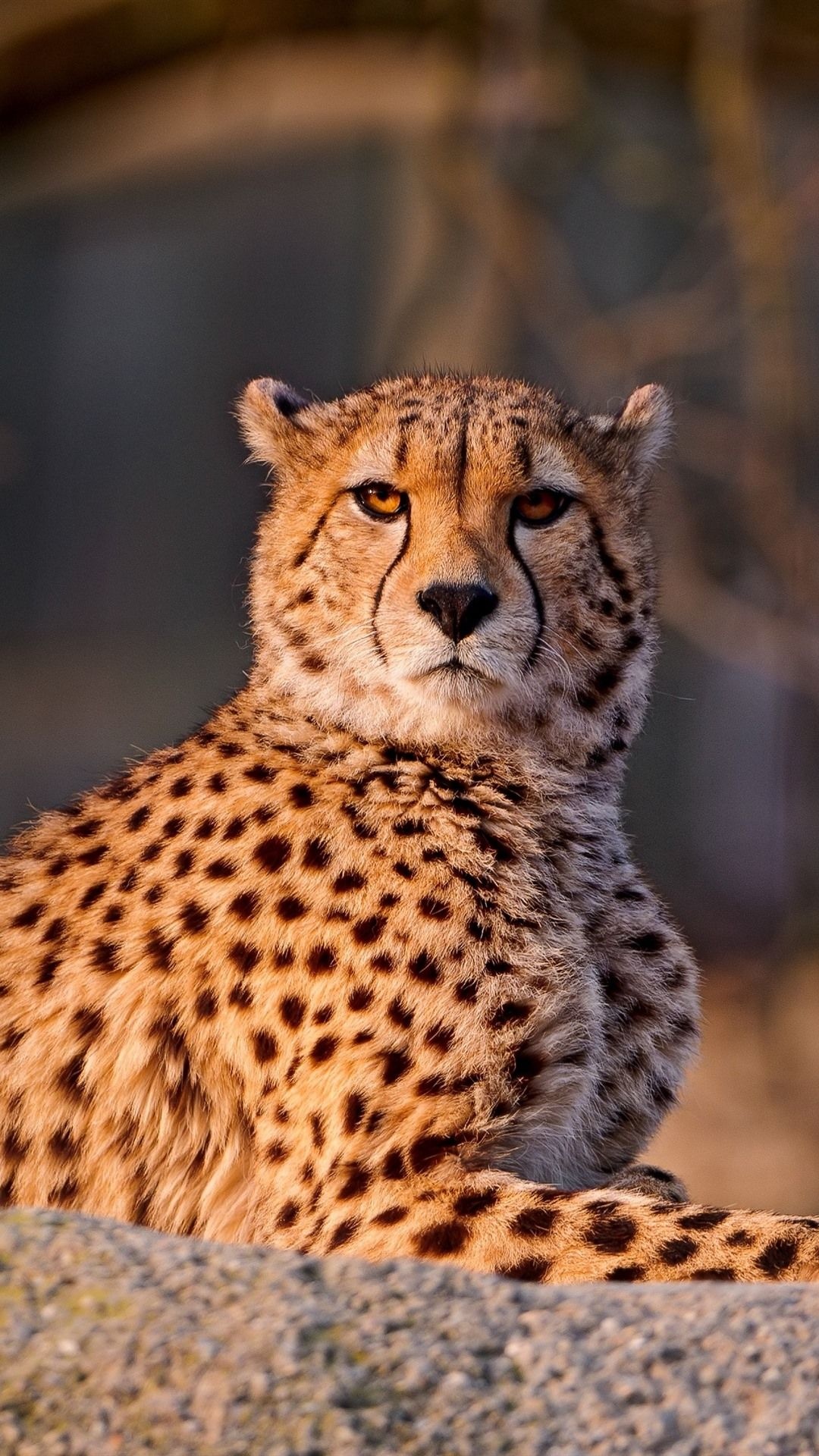 Cheetah iPhone wallpapers, Exquisite backgrounds, Stylish phone display, Animal lovers, 1080x1920 Full HD Phone