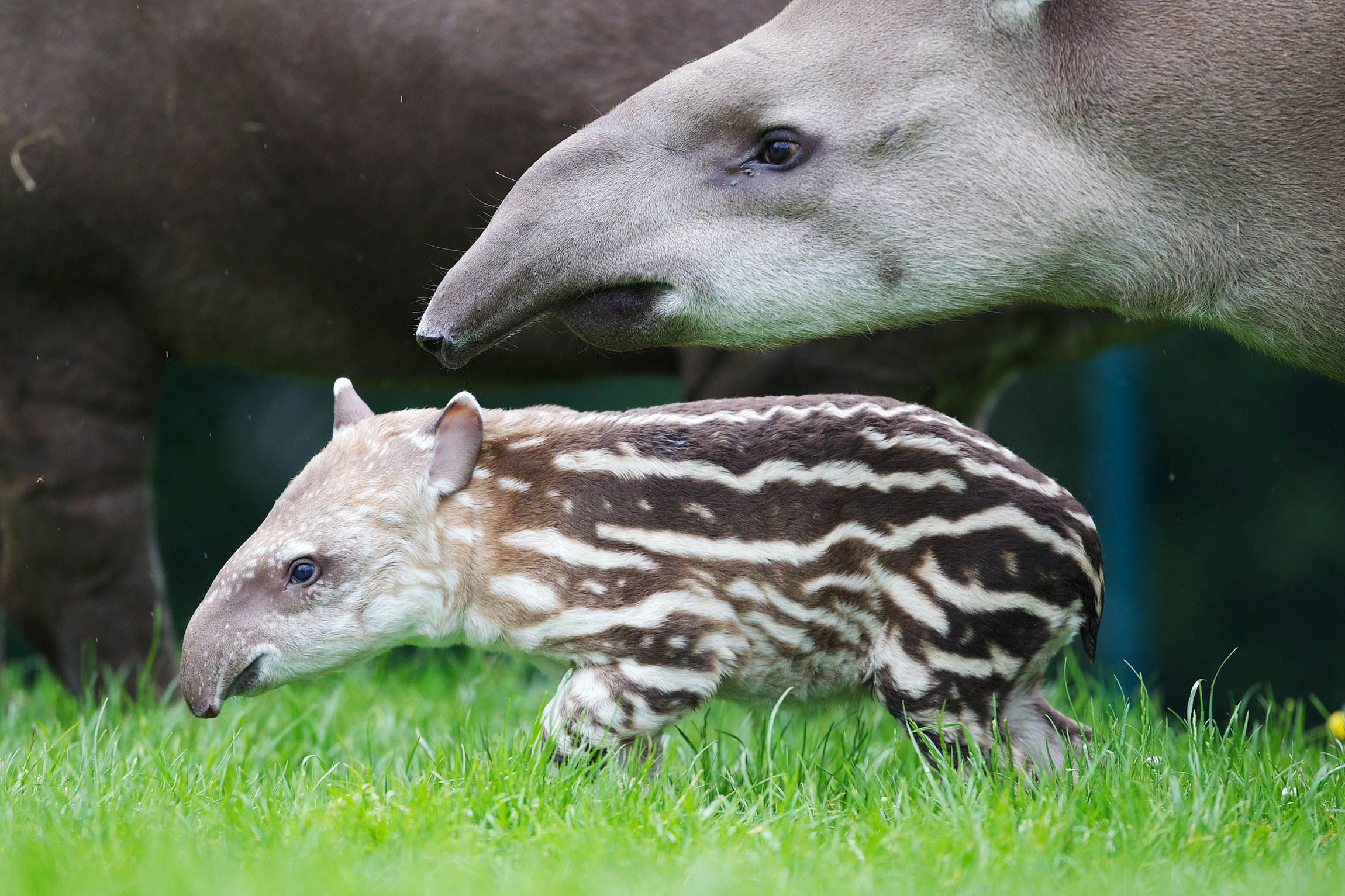 Tapir, Brazilian Tapir, Dublin Zoo, Zoo visit ideas, 2300x1540 HD Desktop