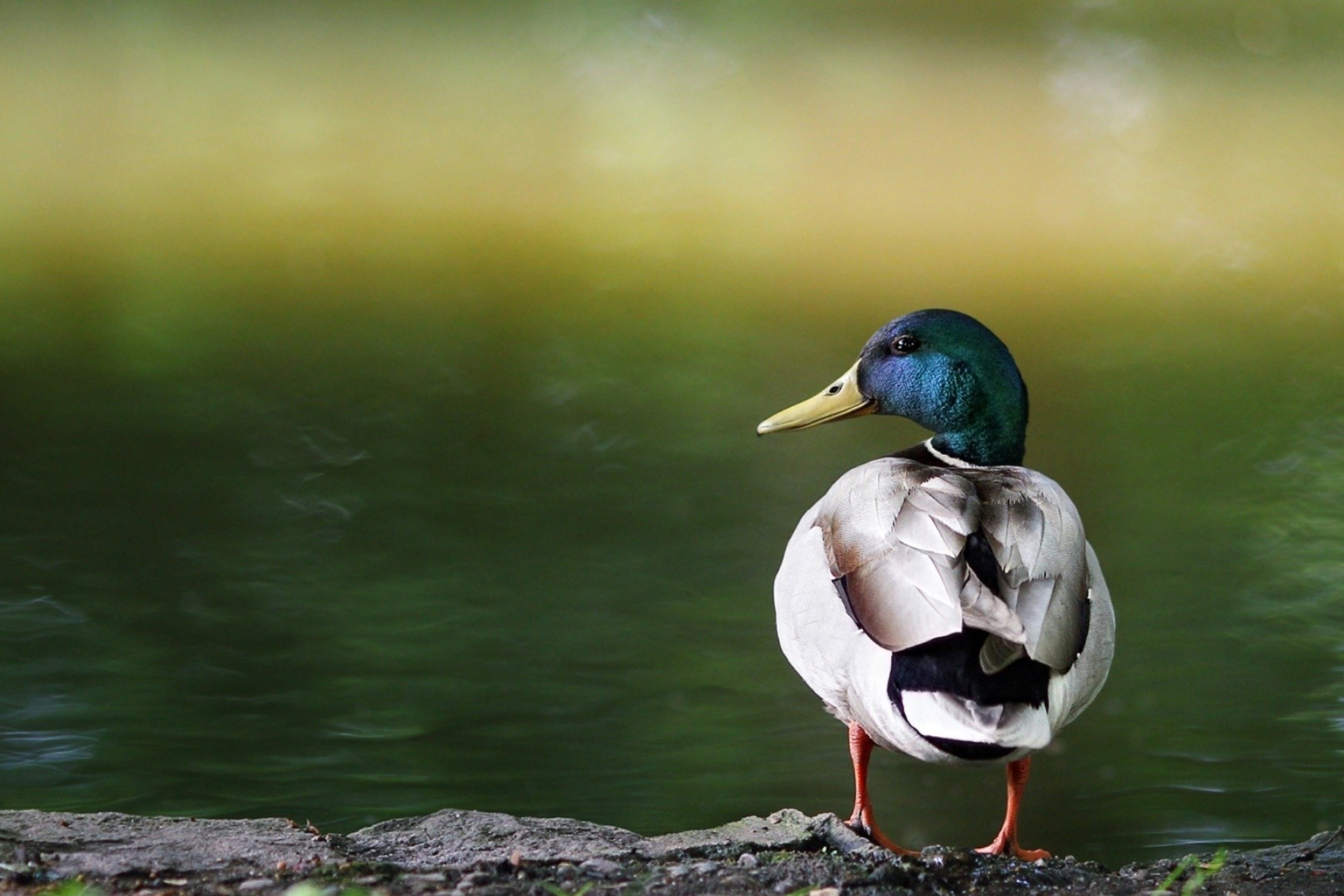 Striking duck wallpaper, Eye-catching design, Impressive visual, Unique style, 1940x1290 HD Desktop