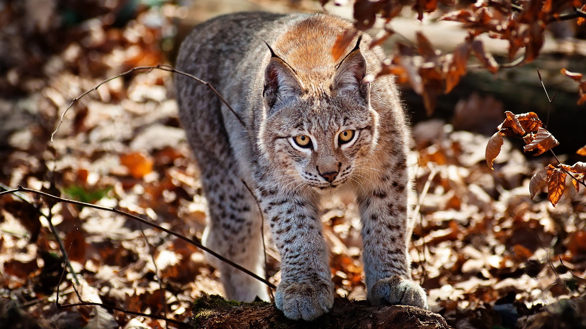 Stunning lynx, HD wallpapers, Nature's beauty, Mesmerizing wilderness, 1920x1080 Full HD Desktop