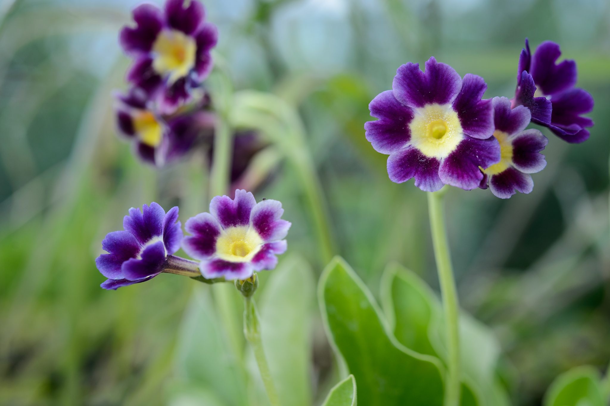 purple Primula auricula, yellow eyed purple blossoms, green primrose foliage, HD Desktop wallpaper