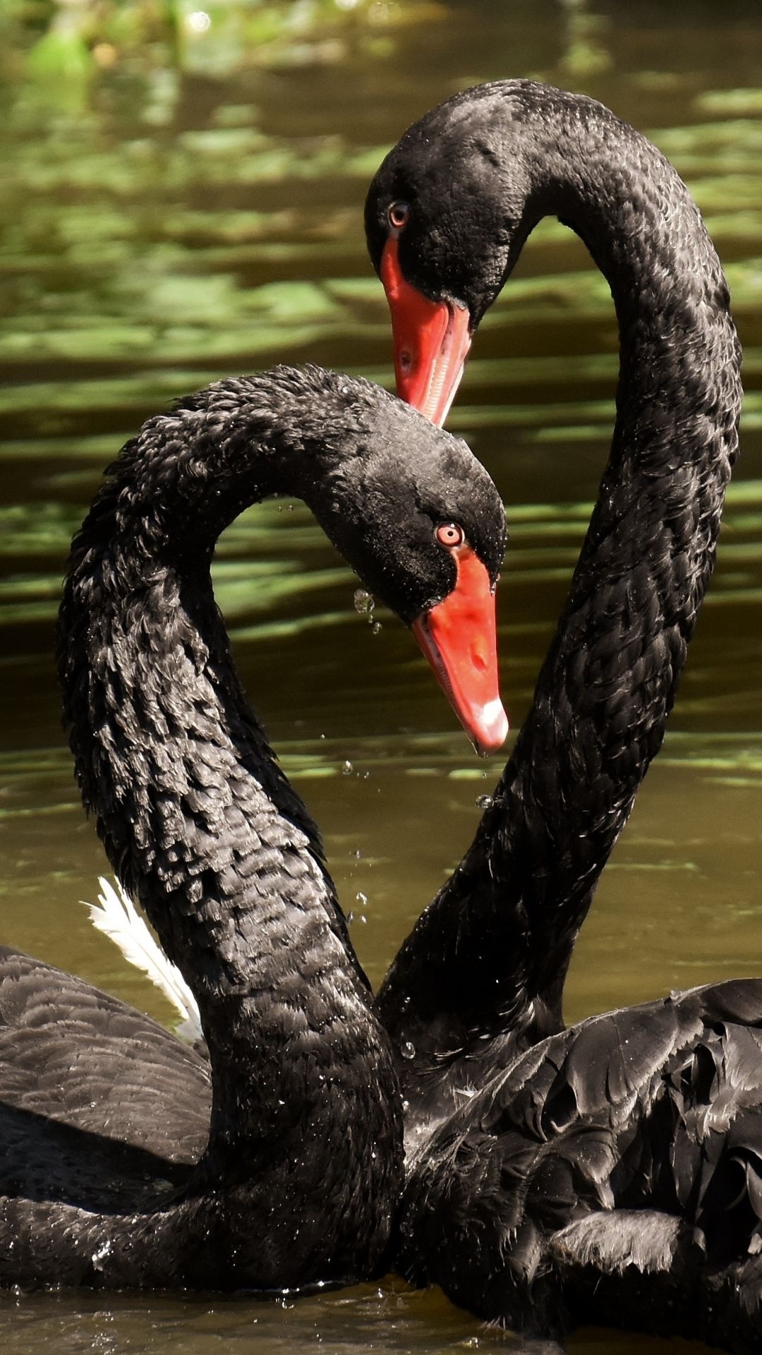 Black Swan, Birds, Animal, Swan, 1080x1920 Full HD Phone