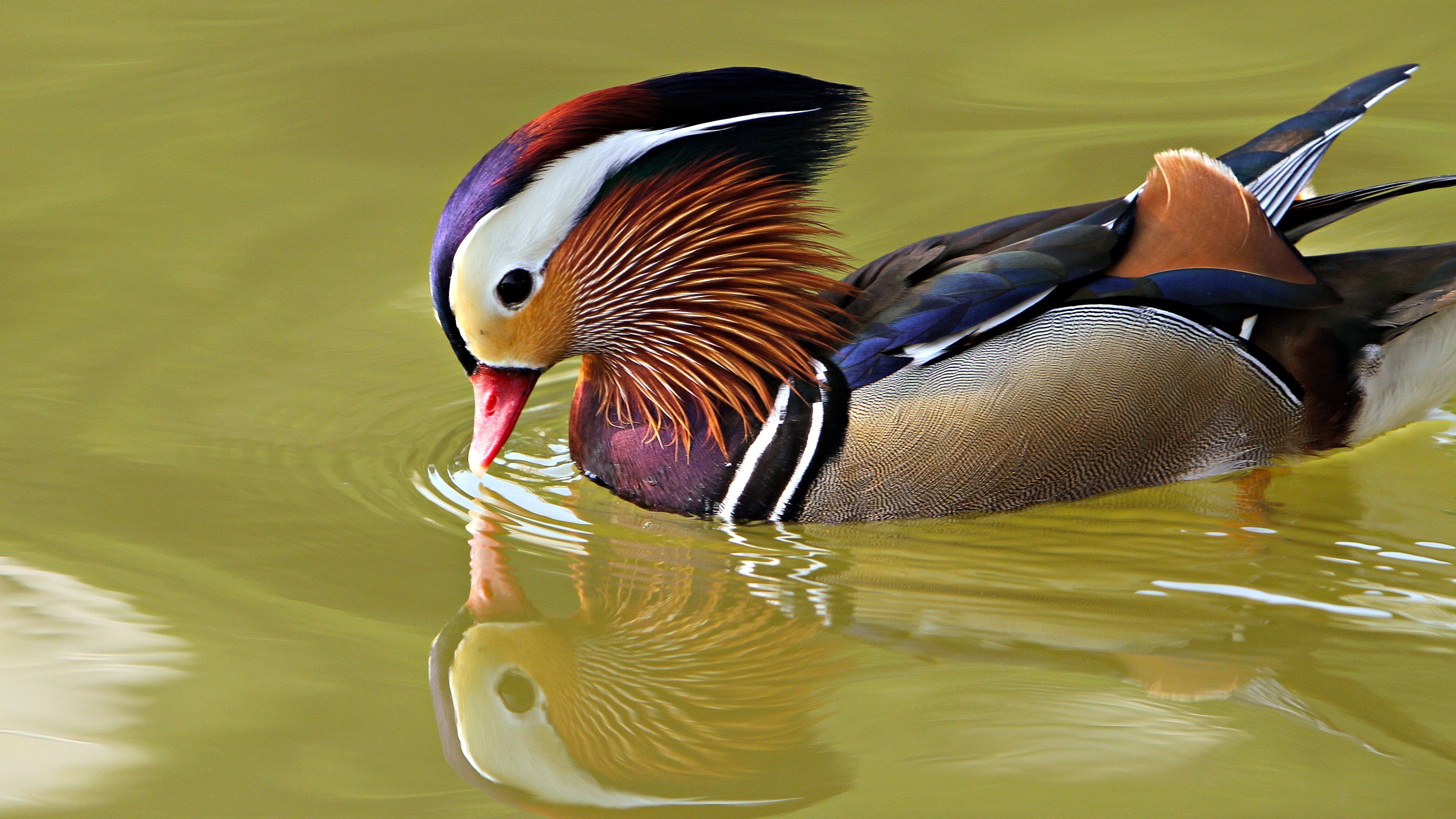 Mandarin duck screensaver, Desktop wallpaper, Free download, Scenic beauty, 3840x2160 4K Desktop