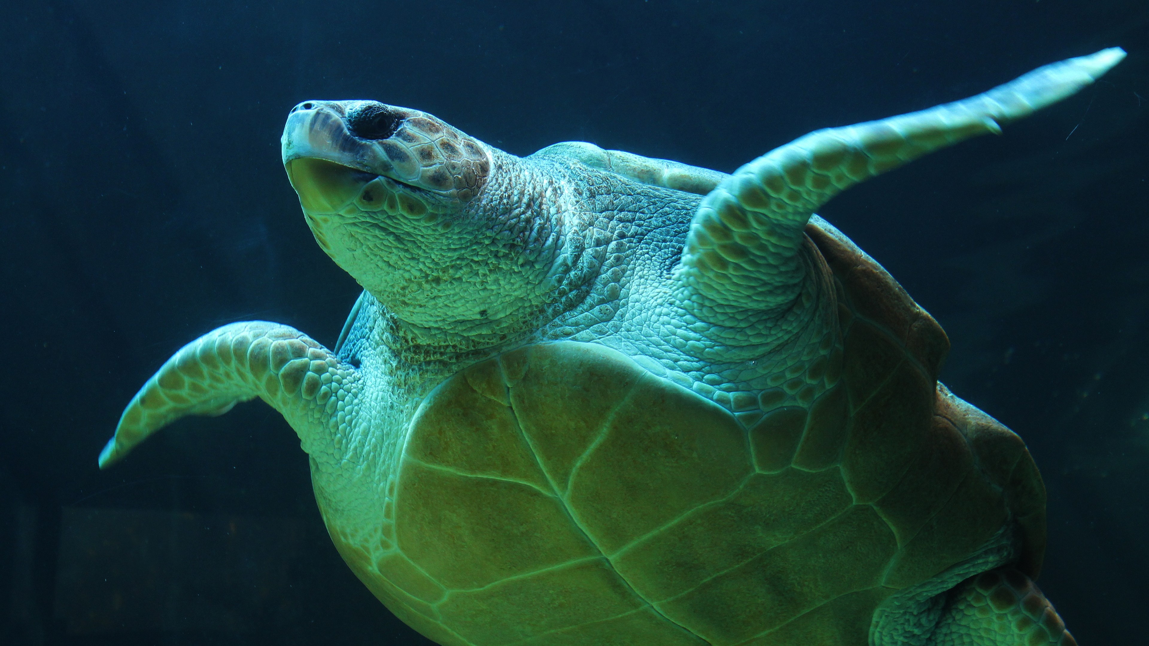 HD wallpaper for desktop, Mobiles 4K ultra, Green sea turtle, 3840x2160 4K Desktop