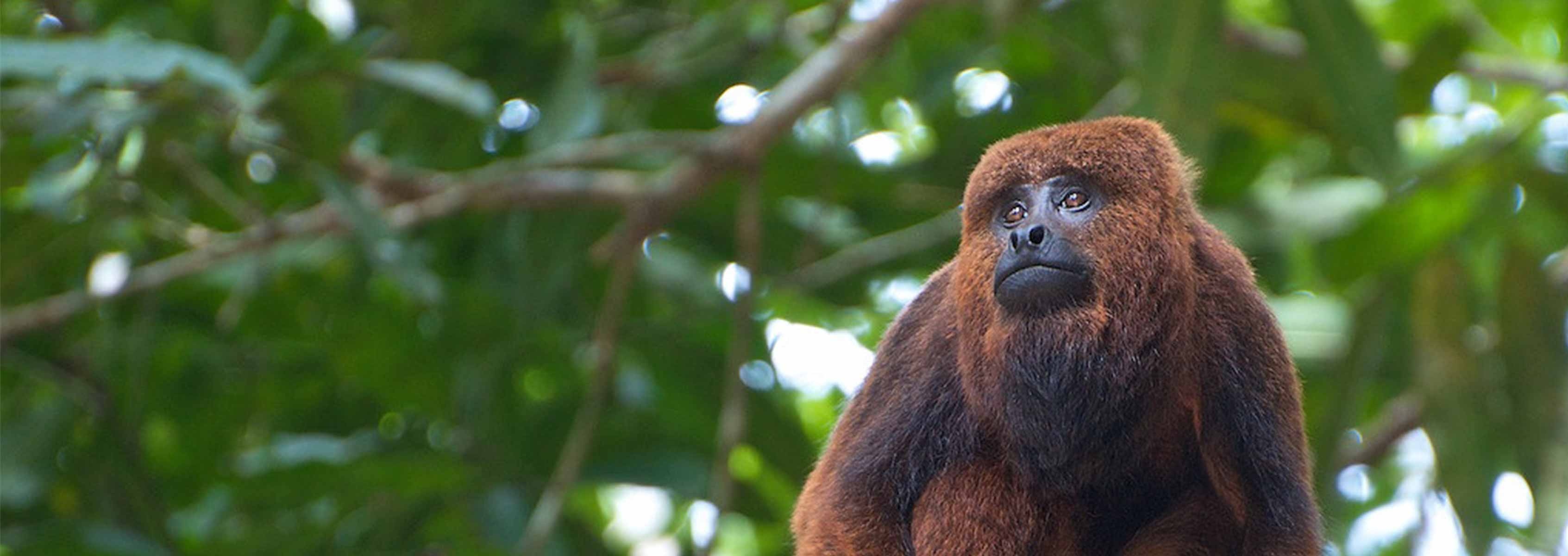 Howler Monkey, Gut microbial community, Habitat dynamics, Primate digestive system, 3390x1200 Dual Screen Desktop