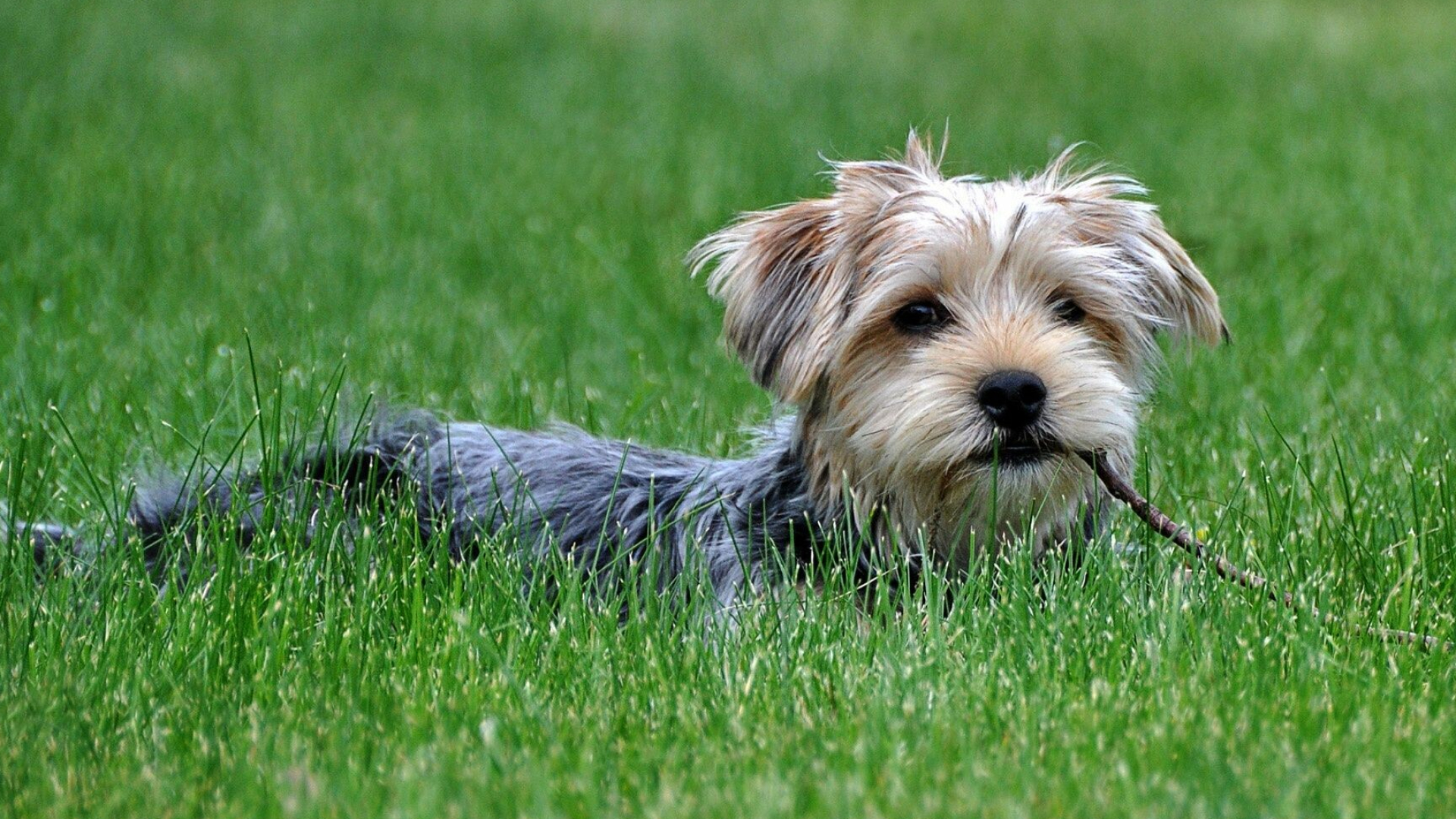 Yorkshire Terrier, HD wallpaper, Dog breed info, 1920x1080 Full HD Desktop