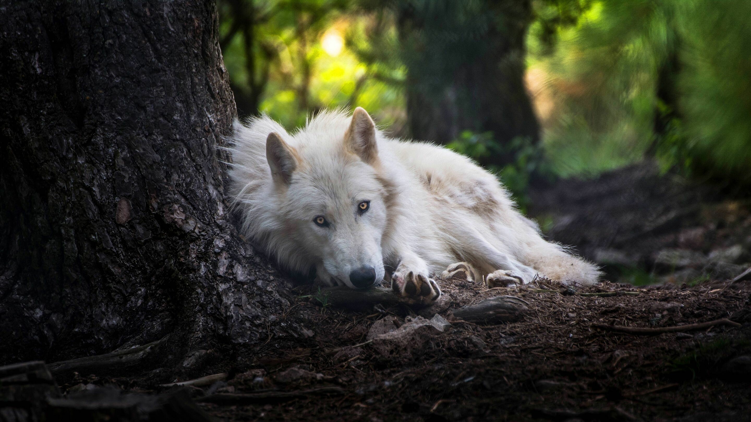 White wolf elegance, Graceful in snow, Arctic beauty, Winter's guardian, 2880x1620 HD Desktop