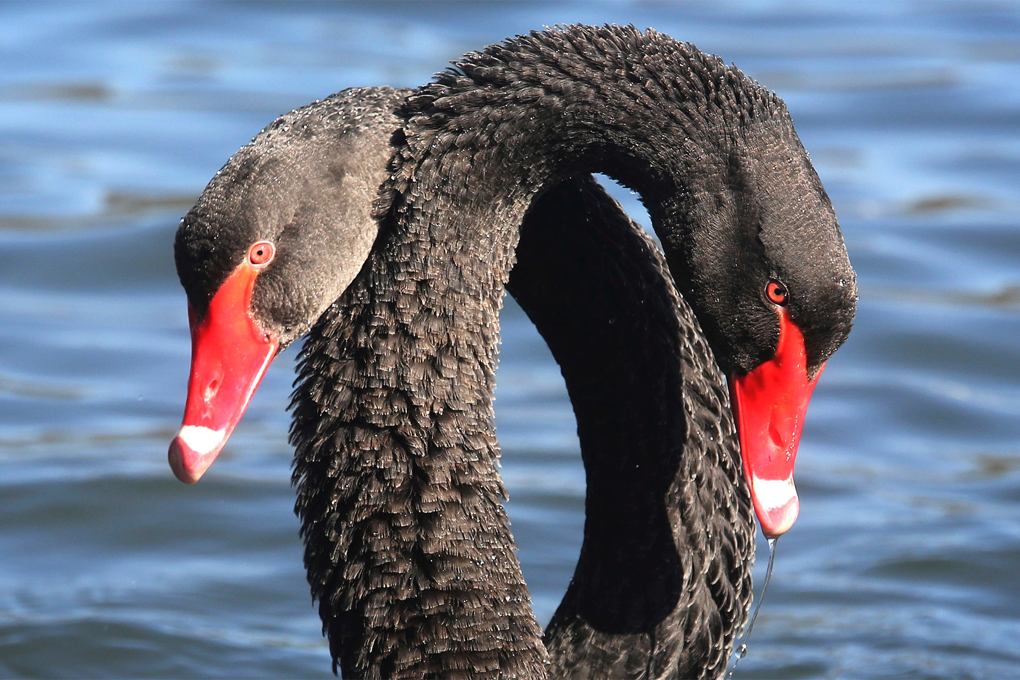 Swan, Animals, Love and loss, New beginnings, 2000x1340 HD Desktop