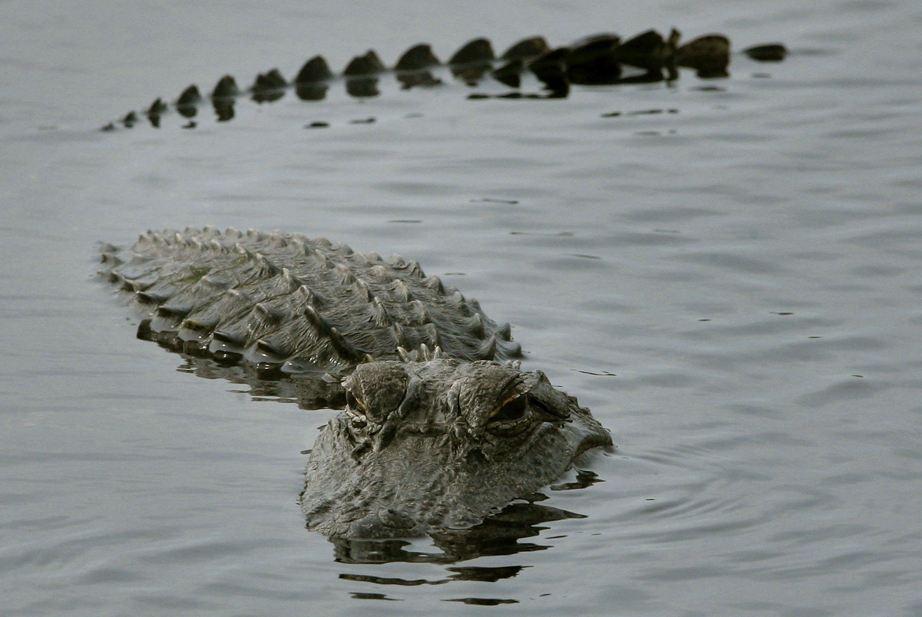 Garage invasion, Alligator mischief, Quirky incident, Unexpected situation, 3000x2010 HD Desktop