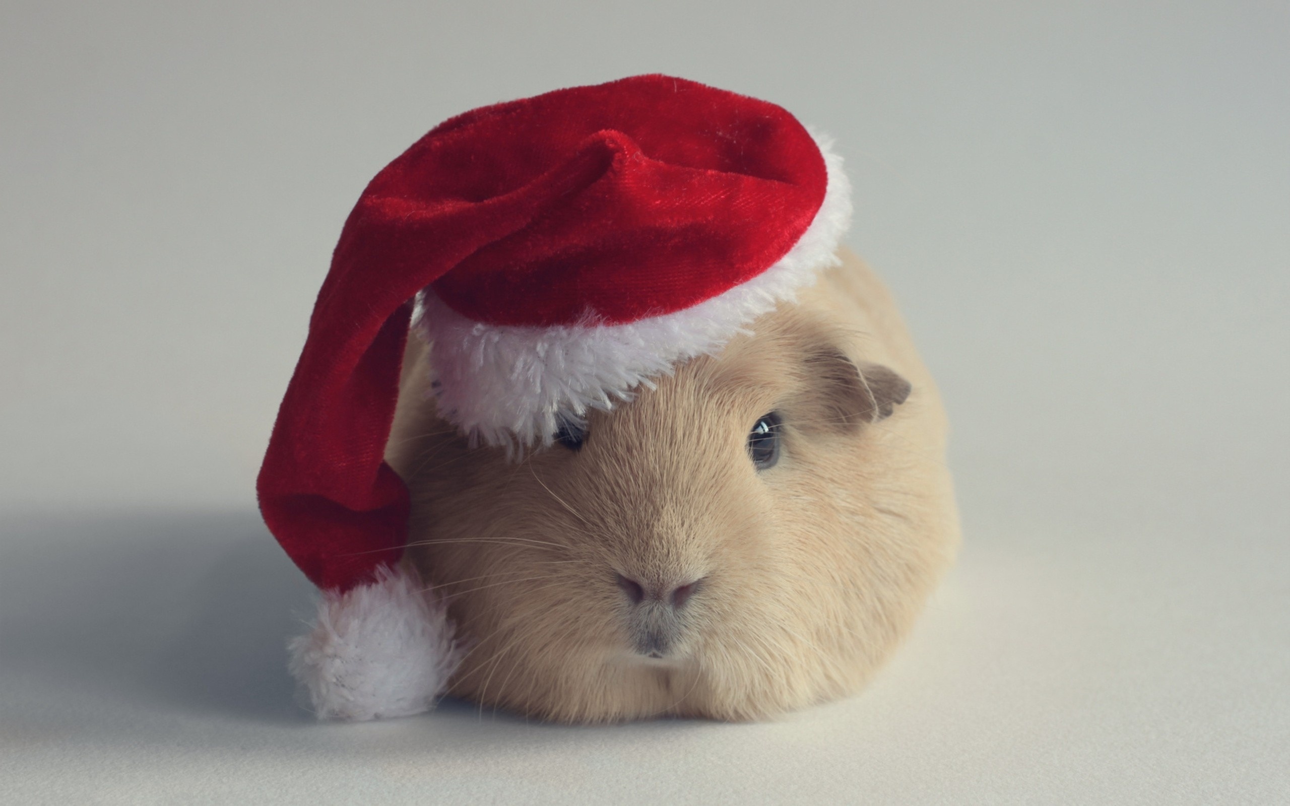 Christmas Hat, Guinea Pigs Wallpaper, 2560x1600 HD Desktop