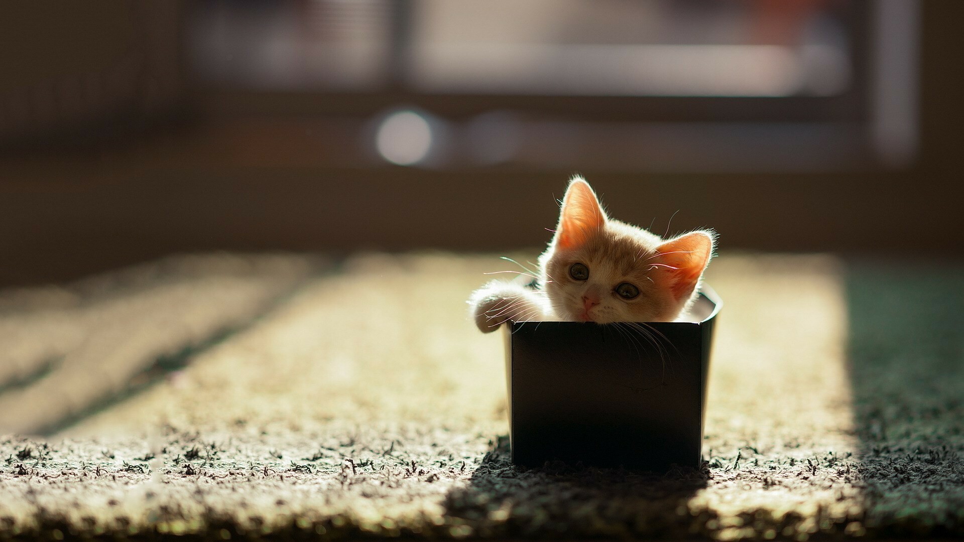 Cute cat, Awesome free, HD wallpapers, 1920x1080 Full HD Desktop