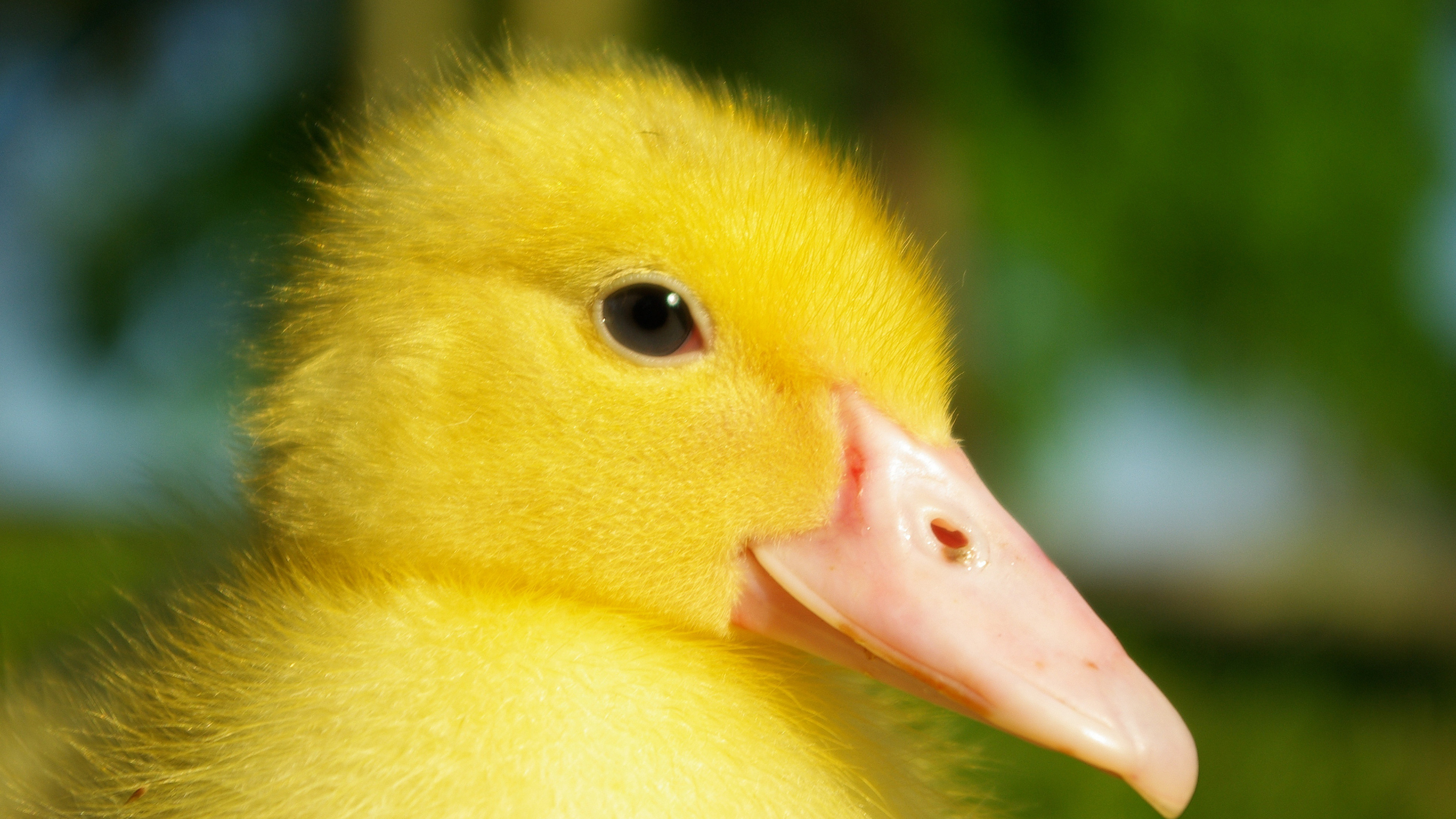 Adorable ducklings, Soft yellow down, Precious innocence, Cute fluff, 3840x2160 4K Desktop